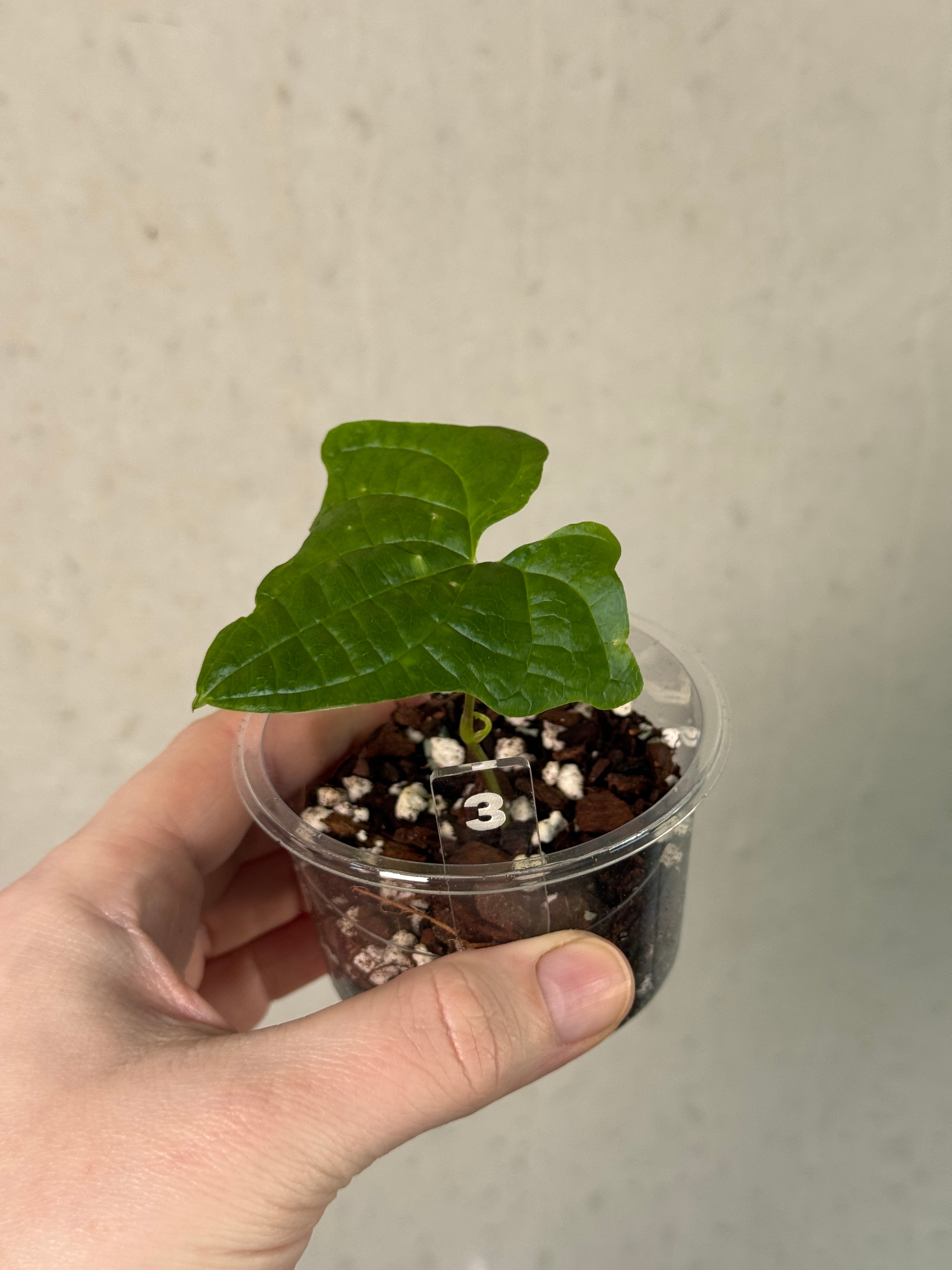 Dioscorea Sansibarensis