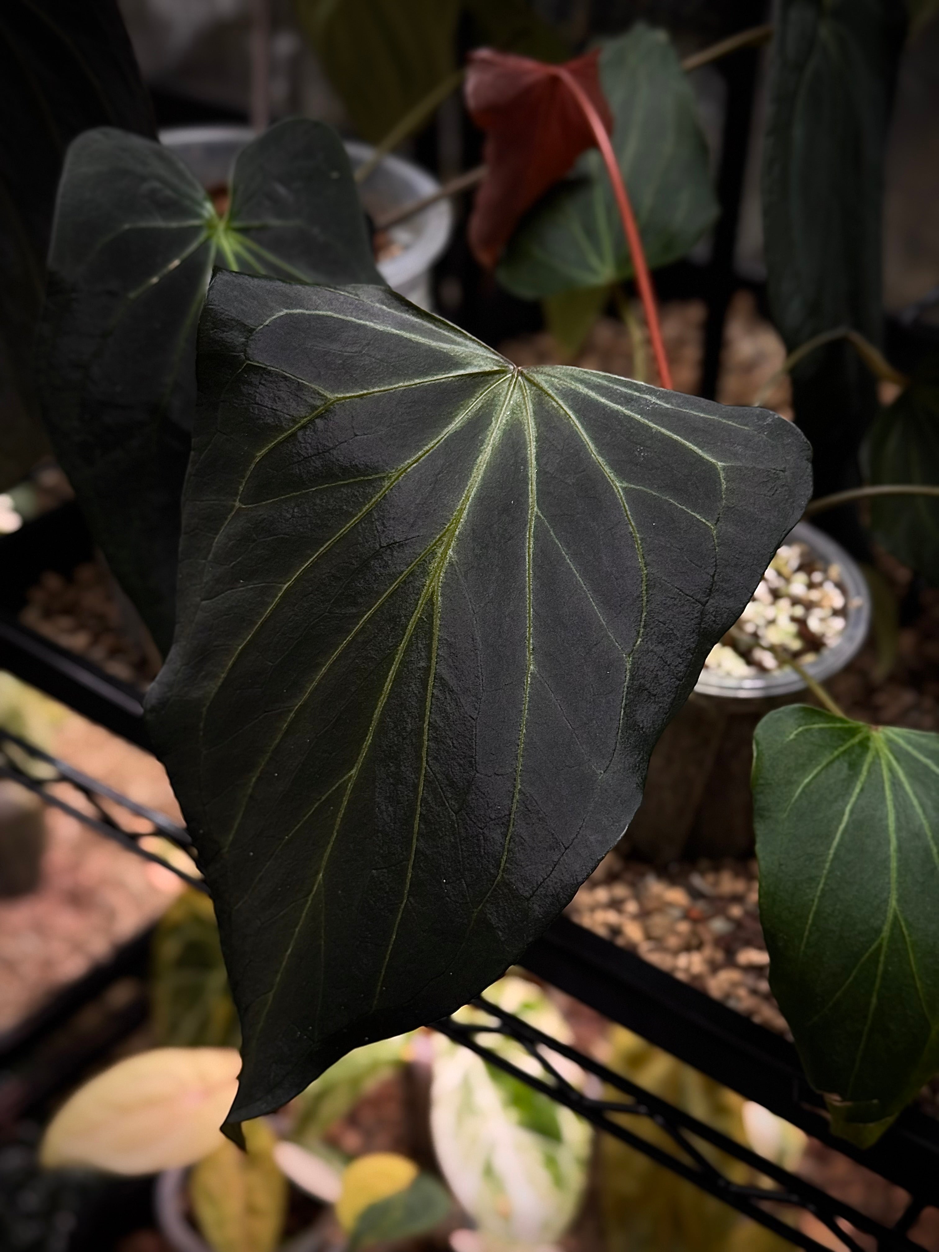 NFS: Anthurium HU 'Butterfly' #2