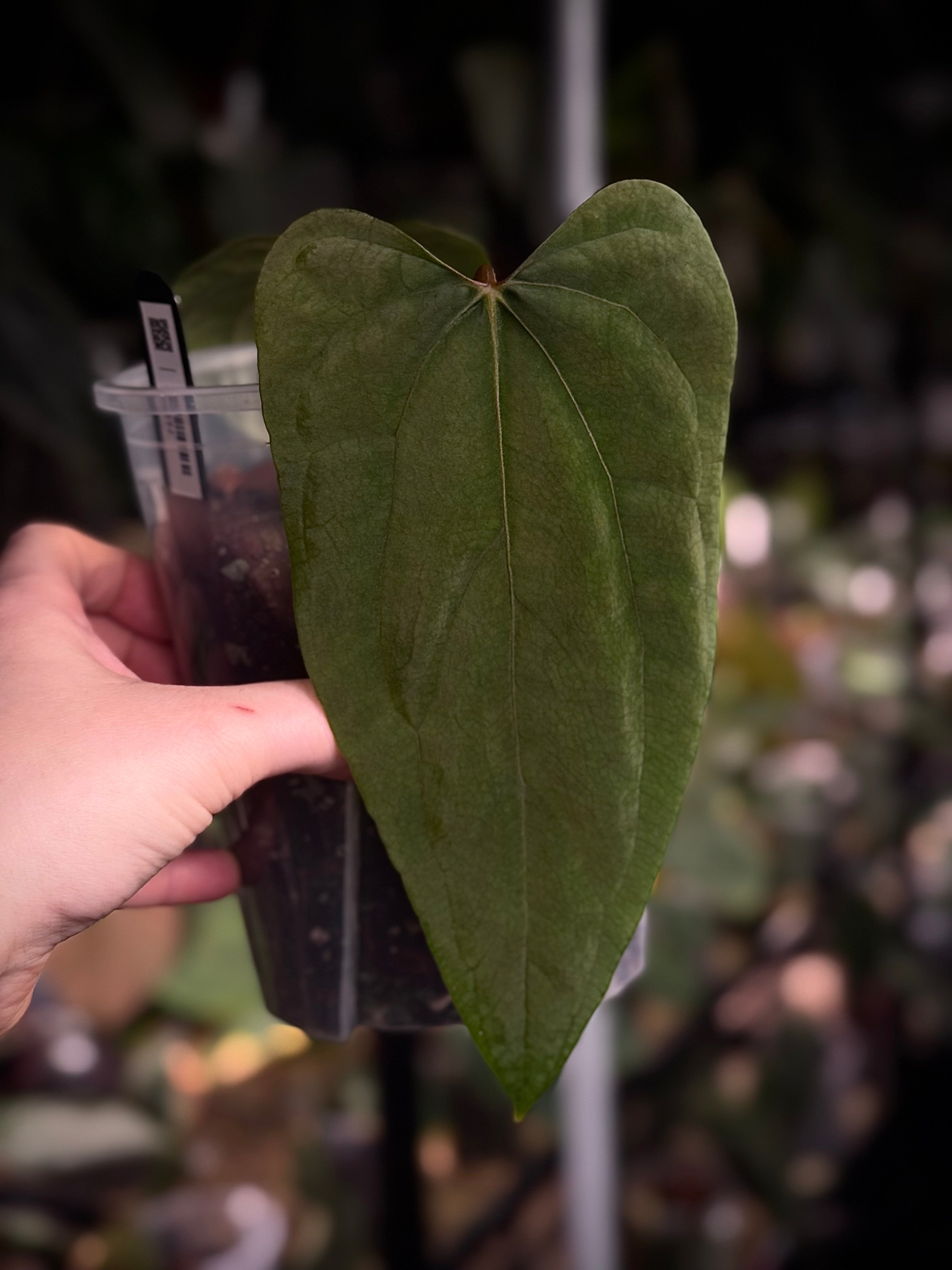 NFS: Anthurium RLxFS (JV)