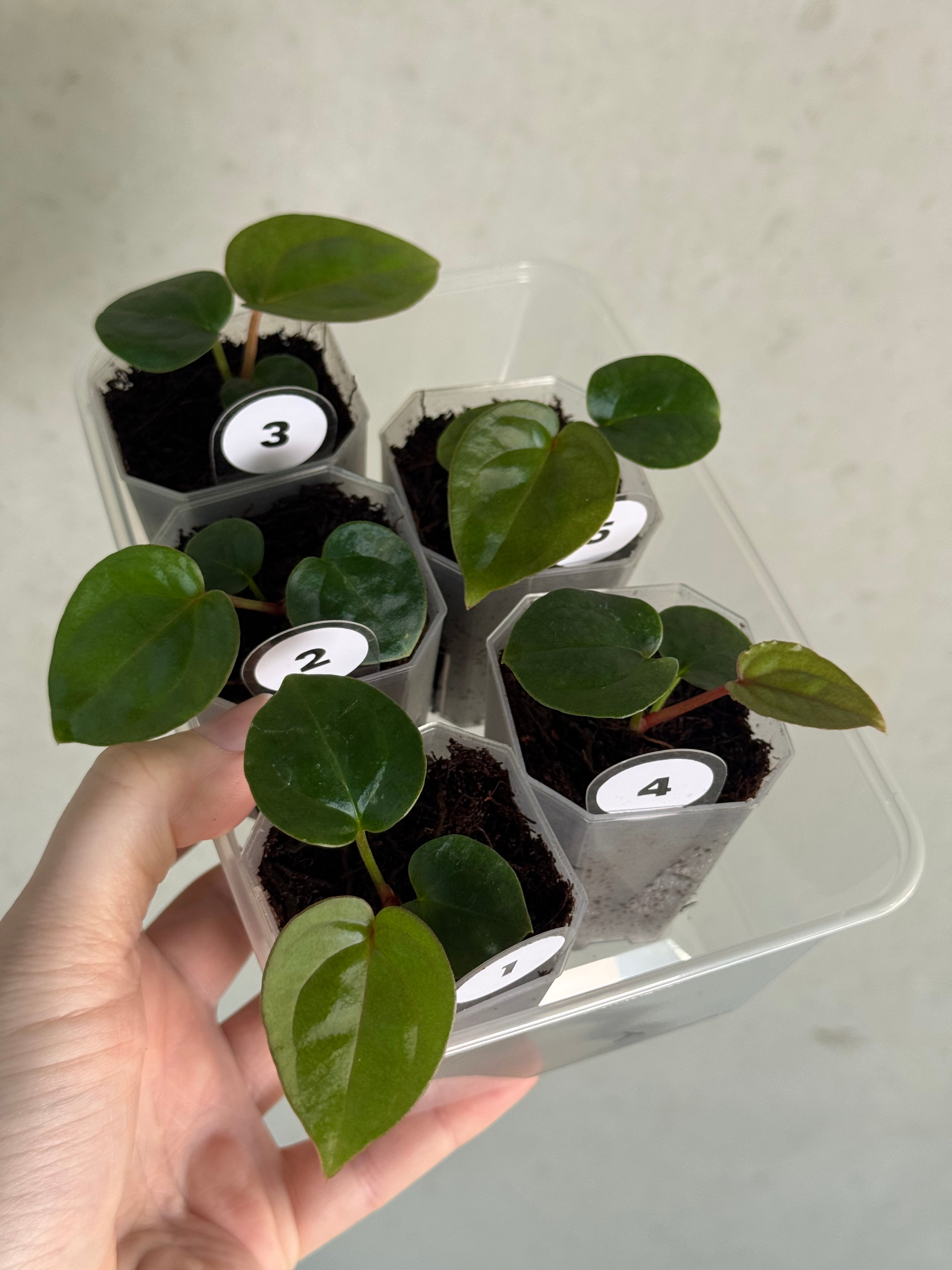 Anthurium Michelle x Luxurians - SMUKHI