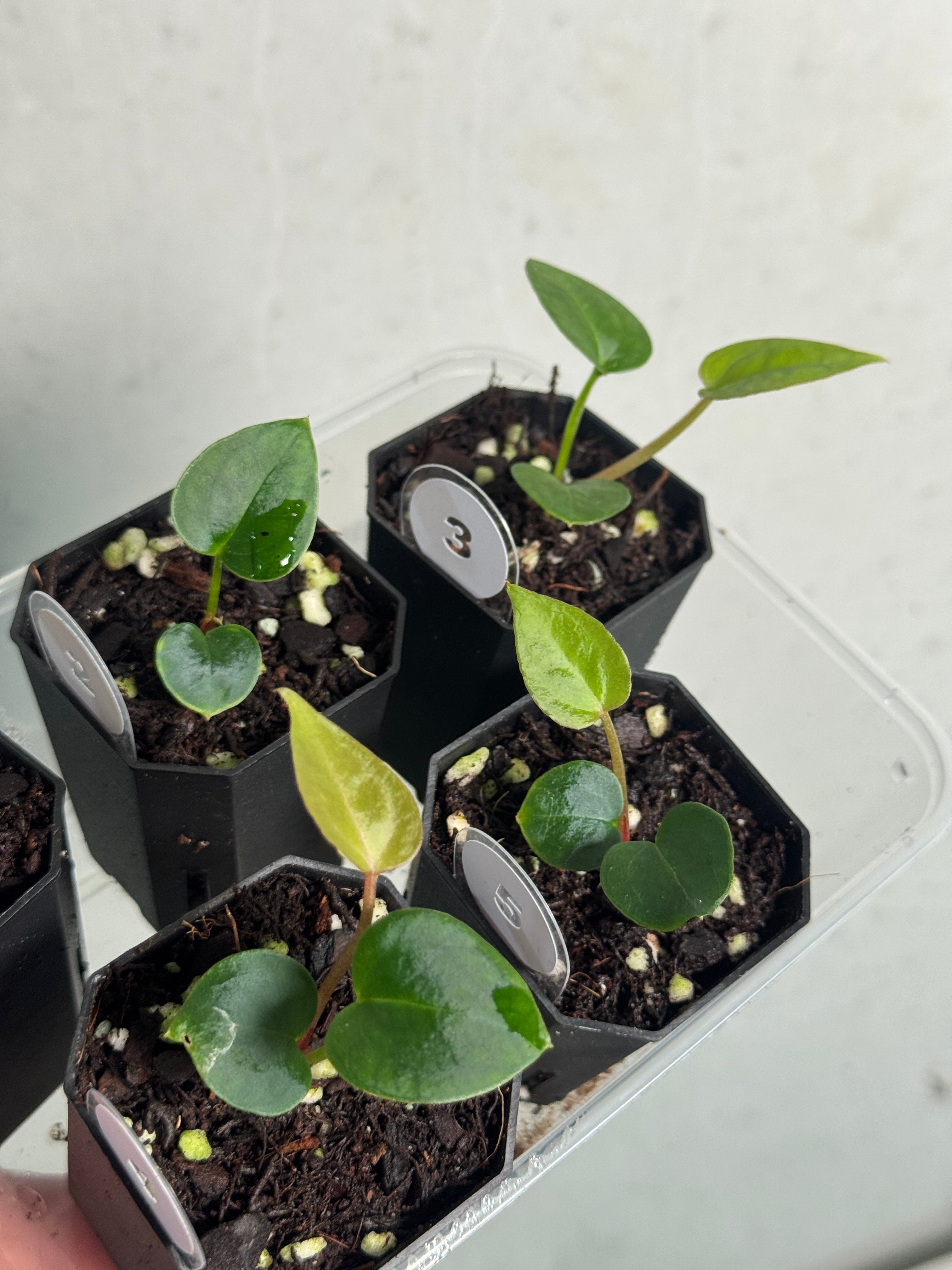Anthurium (Black Widow x Red Velvet Cake) x Crystallinum ‘Chocolate’ - SMUKHI