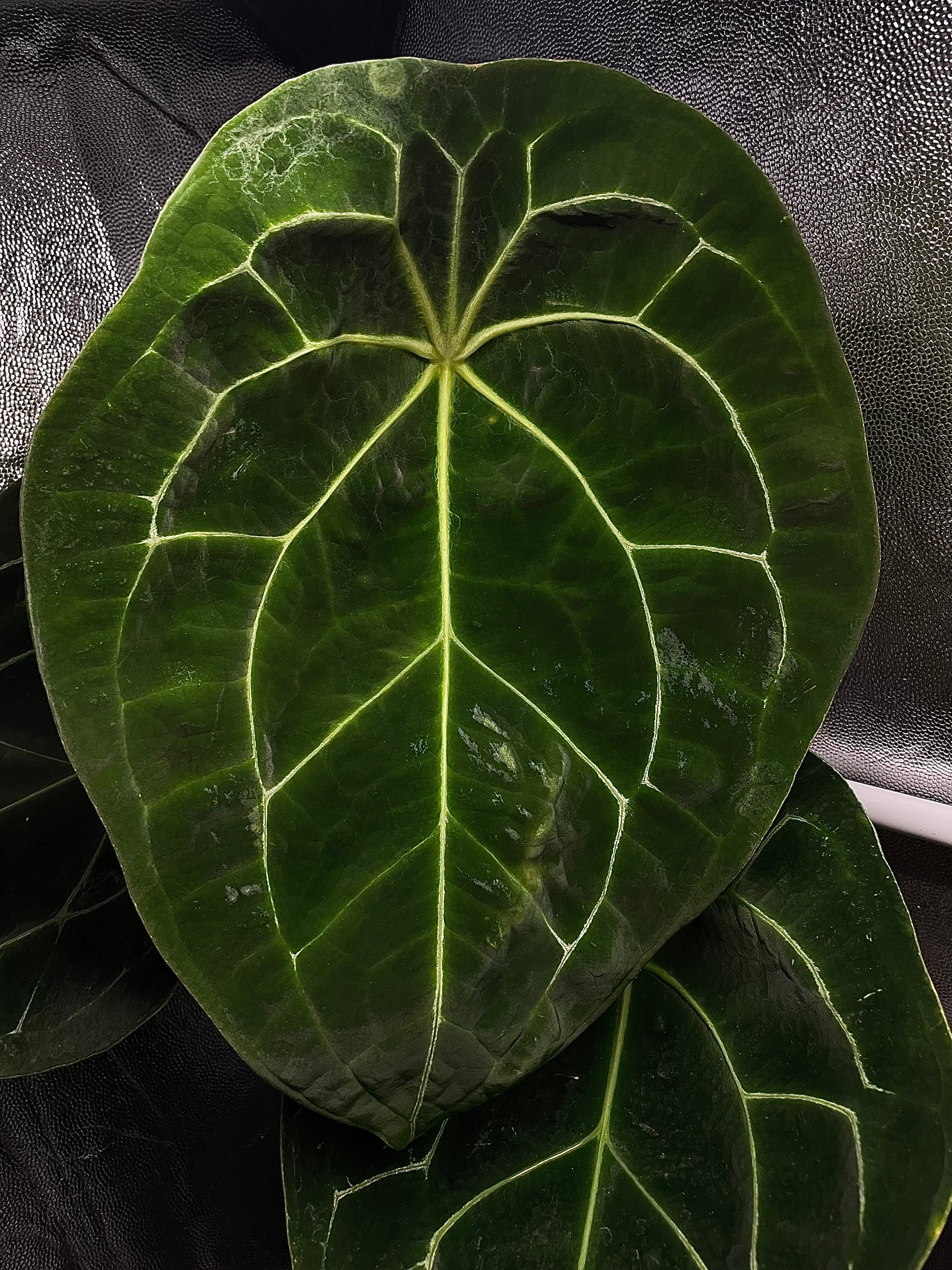 Anthurium Forgetii x (Blue Pap. x Forgetii) (sets)