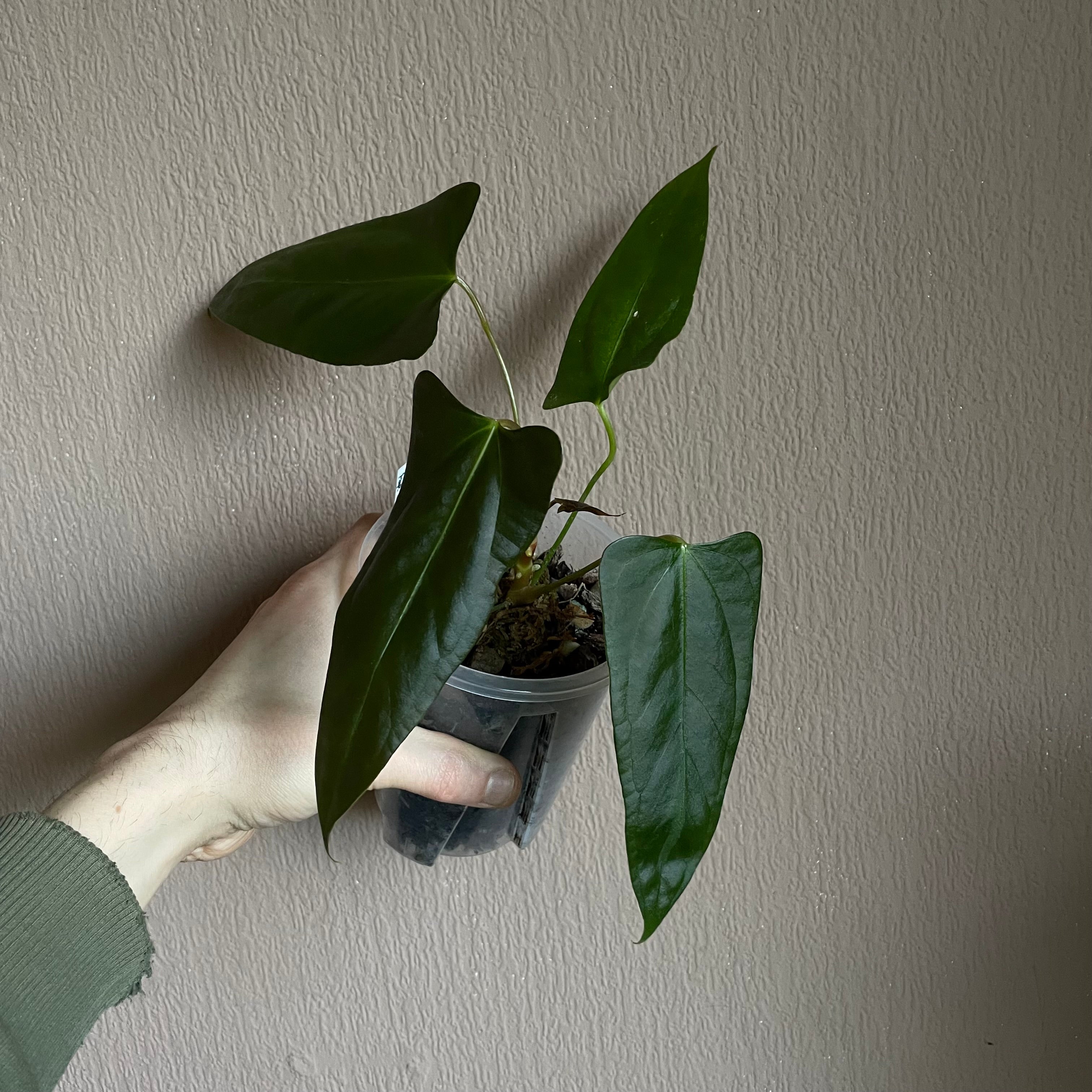 Anthurium - Various plants