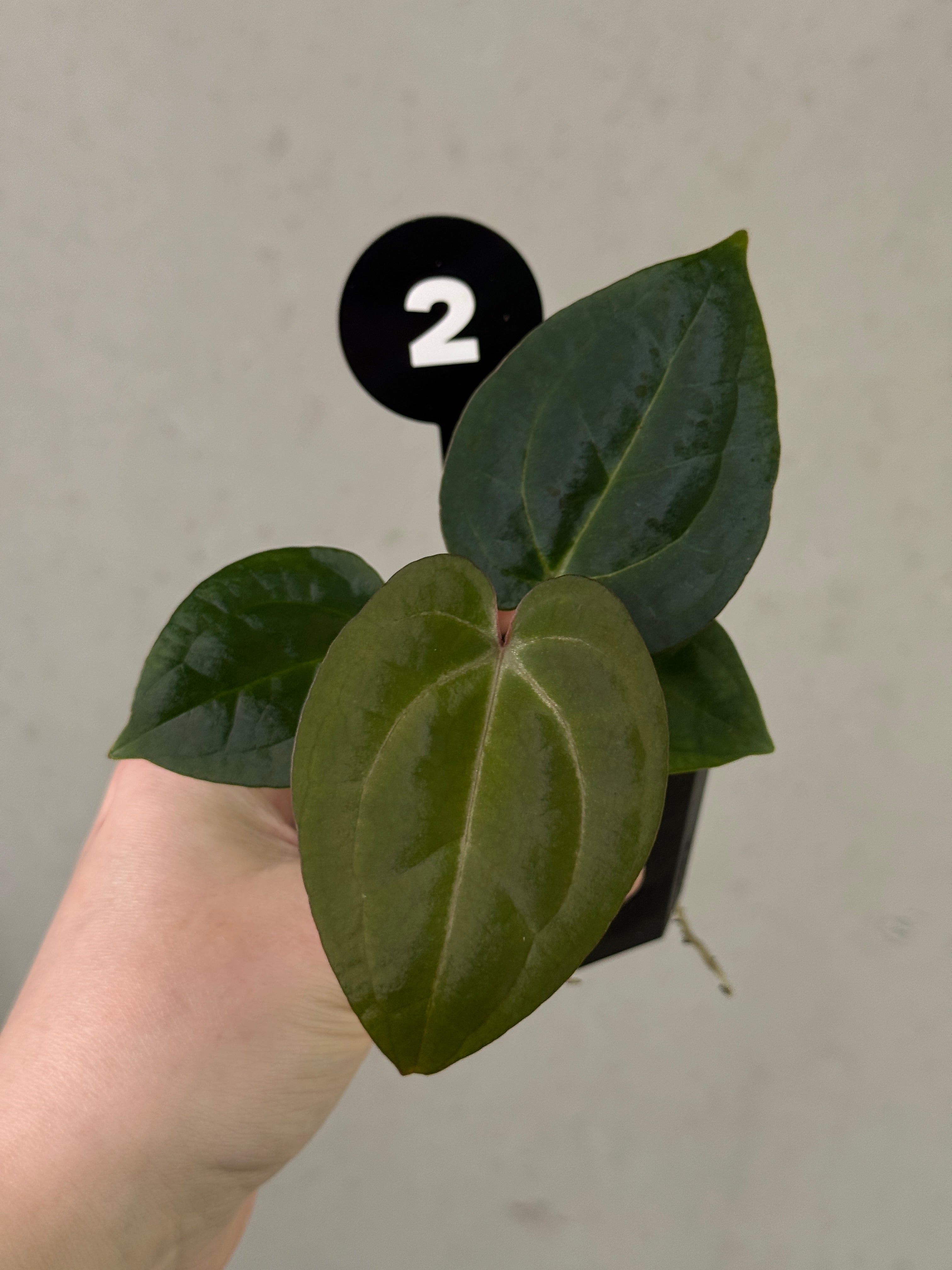 Anthurium Michelle x (?) / RVDP
