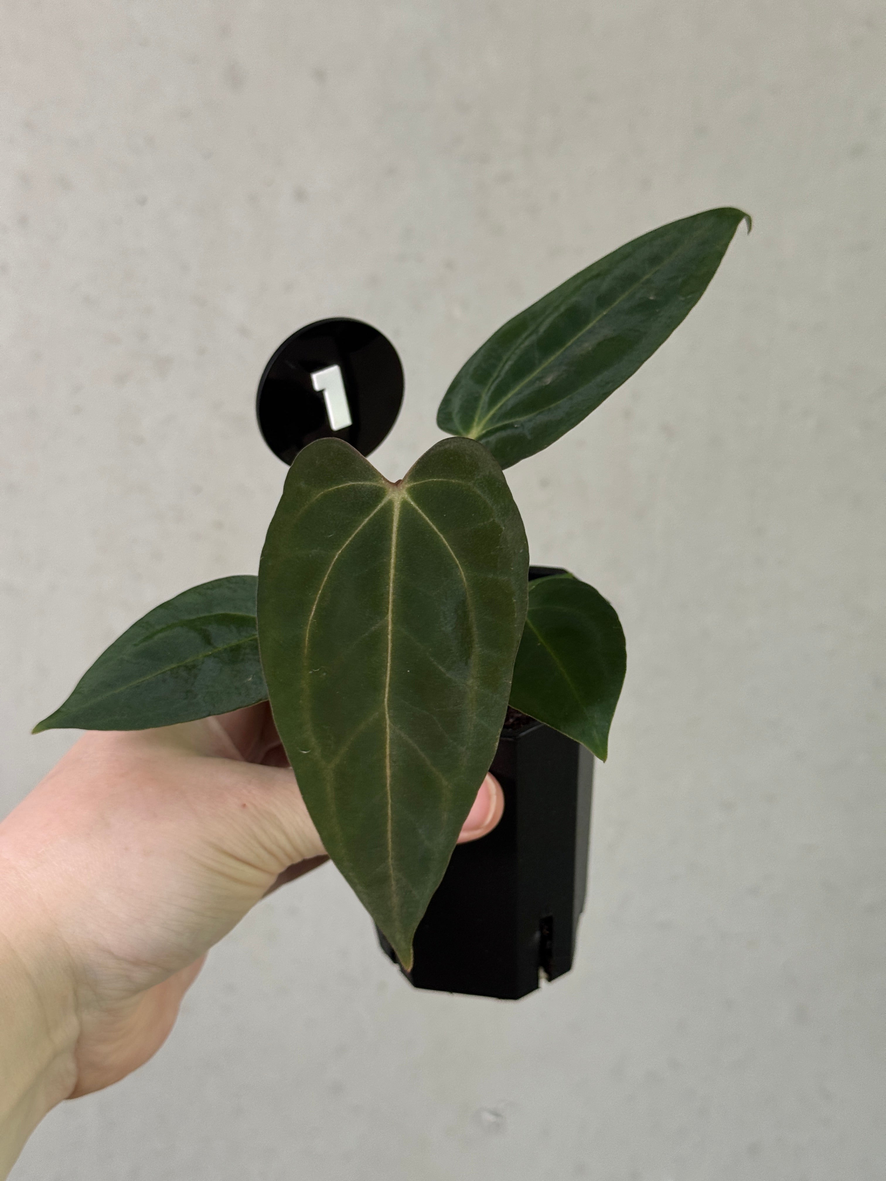 Crystallinaminum Anthurium Carlablackiae RA10 x sp. Nov plant with dark, glossy leaves and vibrant red spathes, tropical foliage.