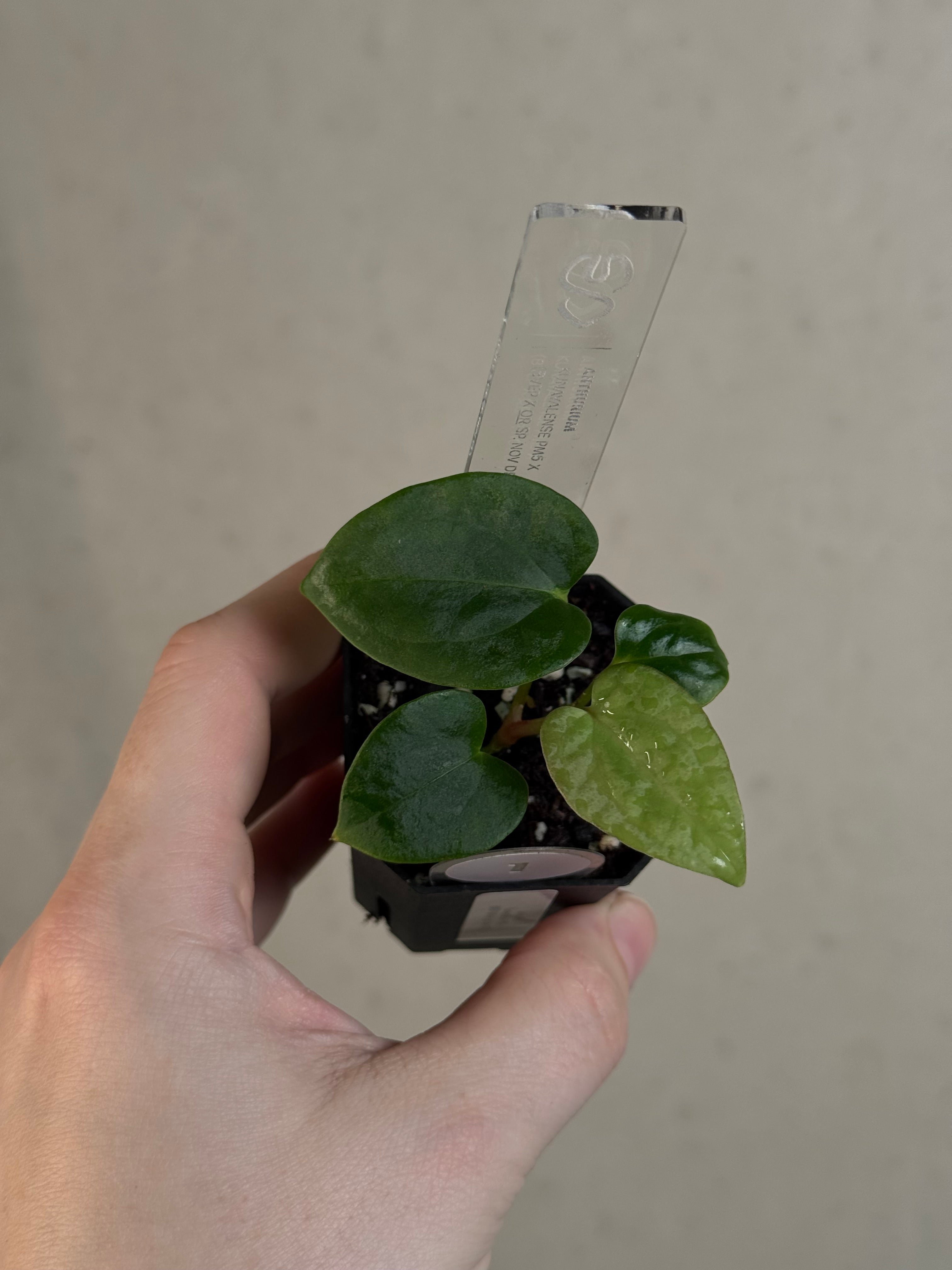 Anthurium Kunayalense PM5 x (BVEP RA1 or sp. Nov DF)