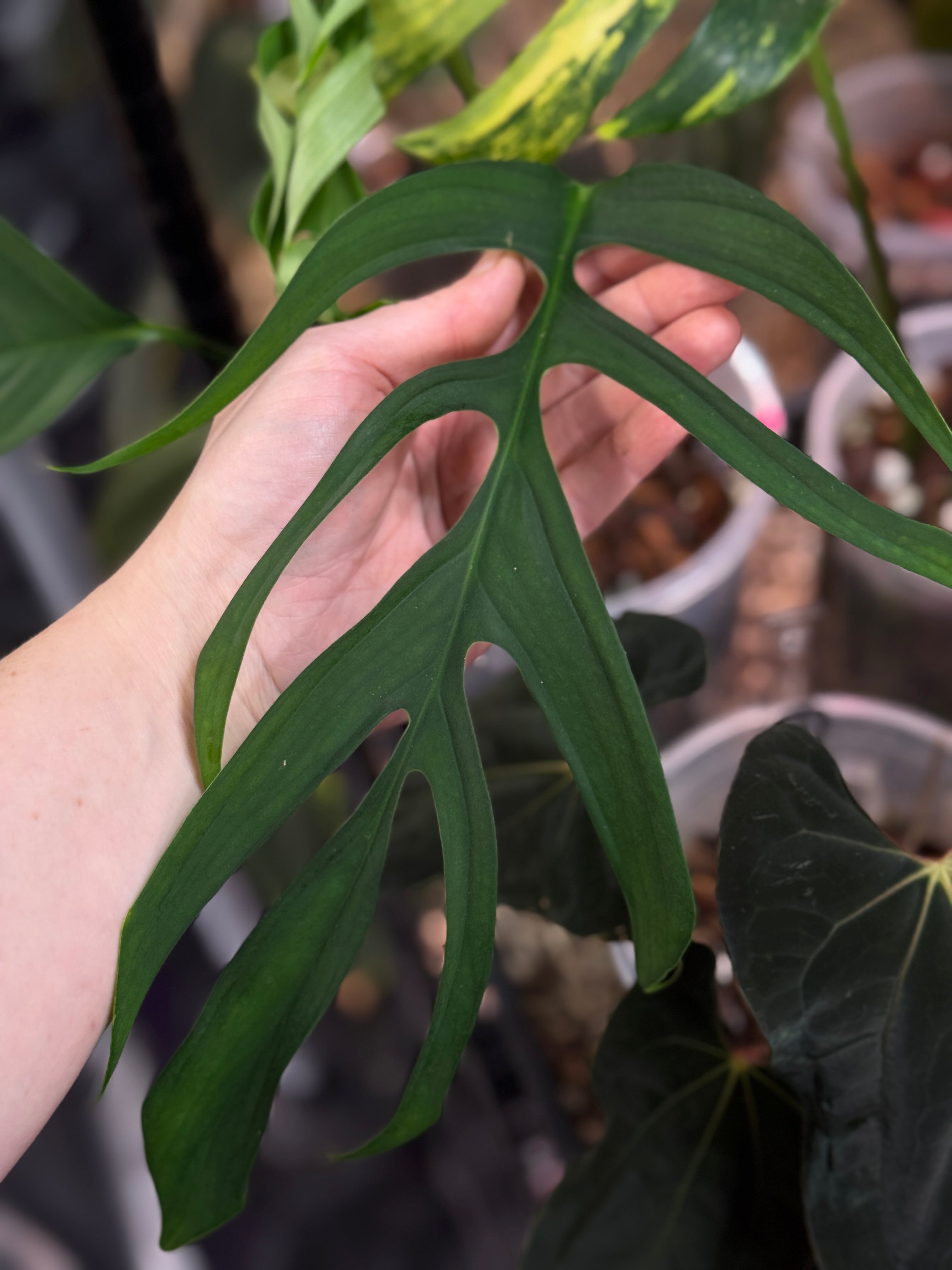 Monstera Croatii - SMUKHI