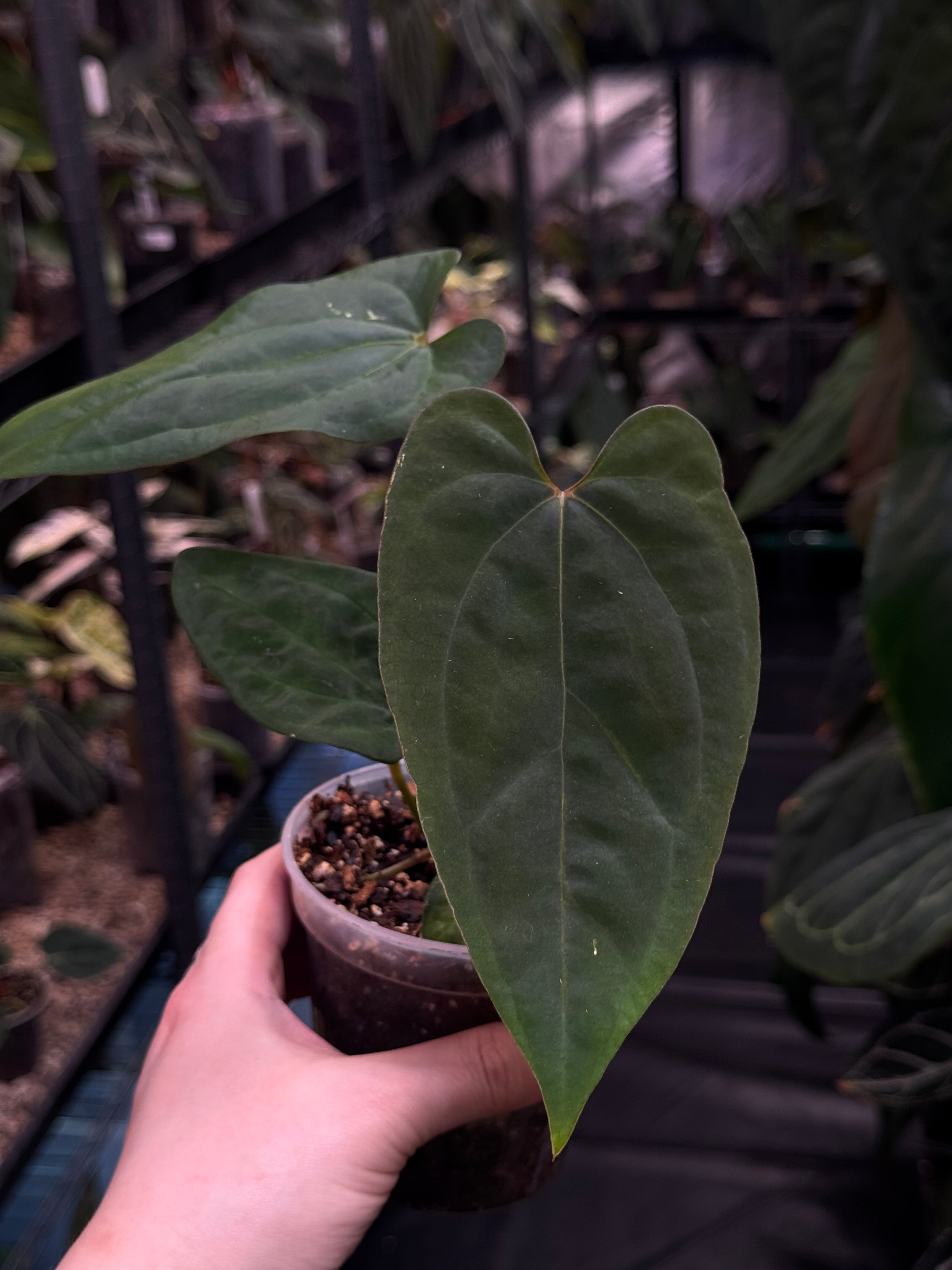 Anthurium (Ace of Spades Dark Form x Papillilaminum A+) x FSxRL