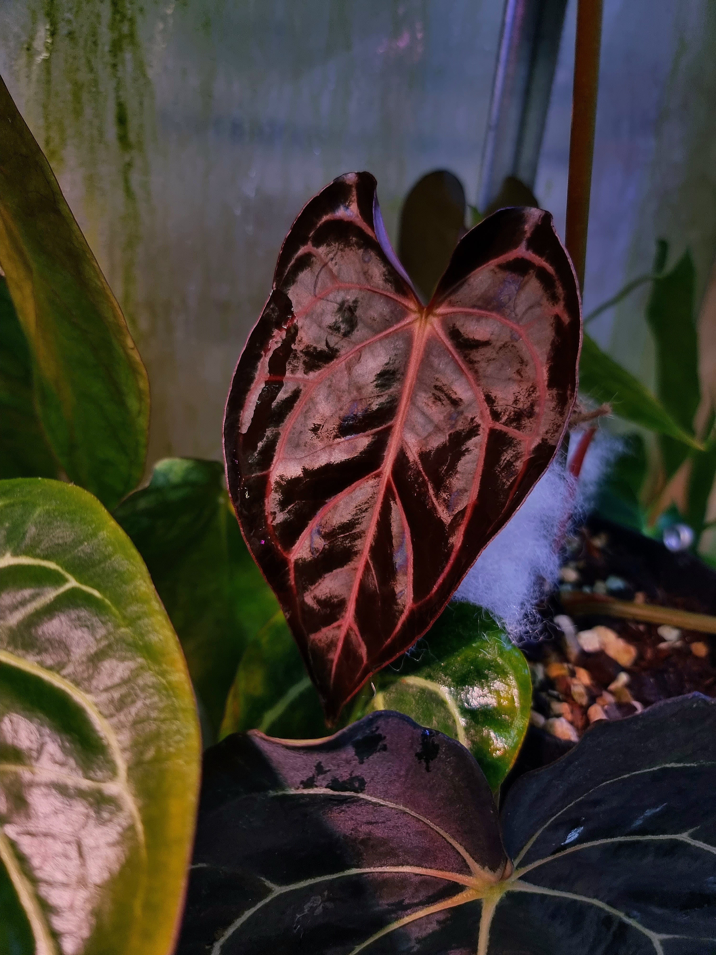 NFS: Anthurium Carlablackiae RD3 x FSxRL ‘Grim Reaper’ #2