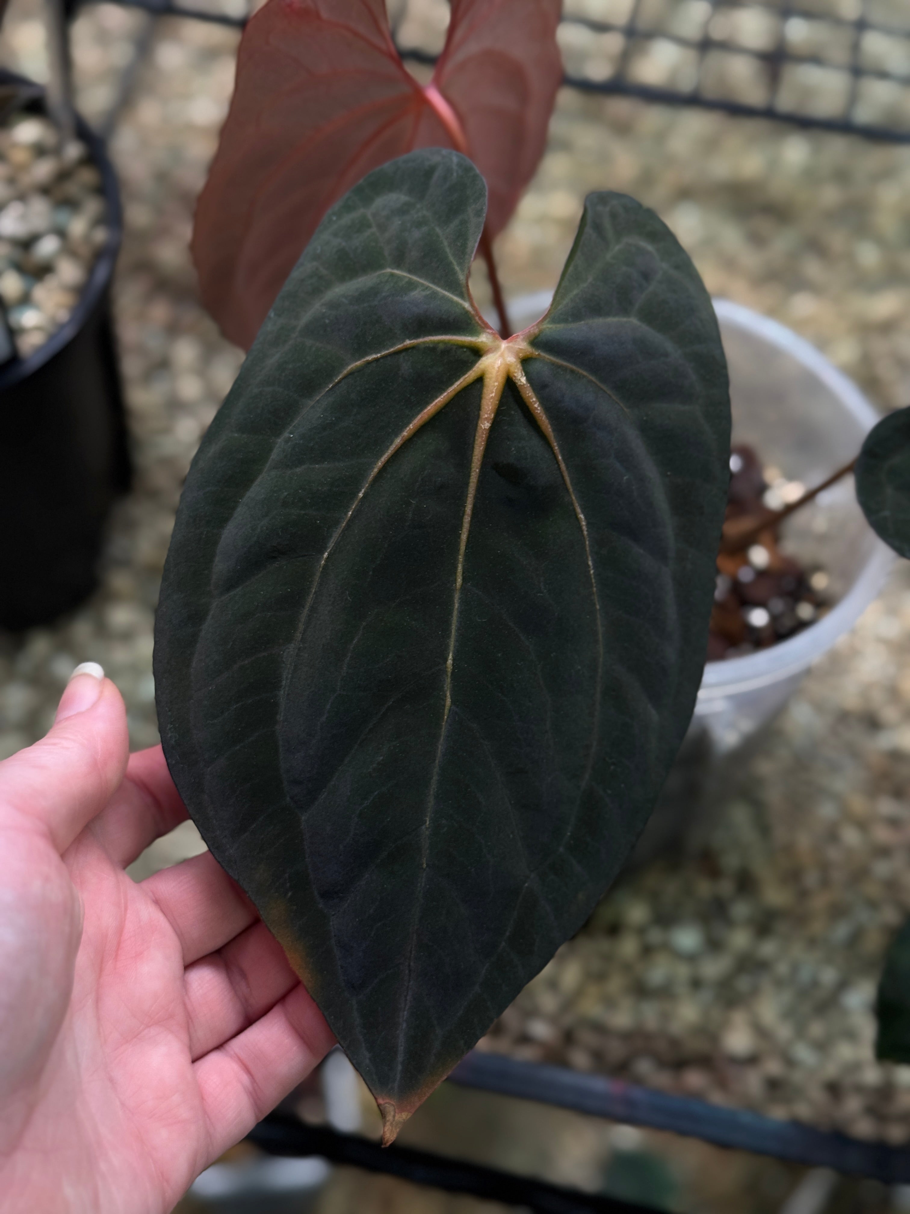 Anthurium BVIT x RVDP - Clone