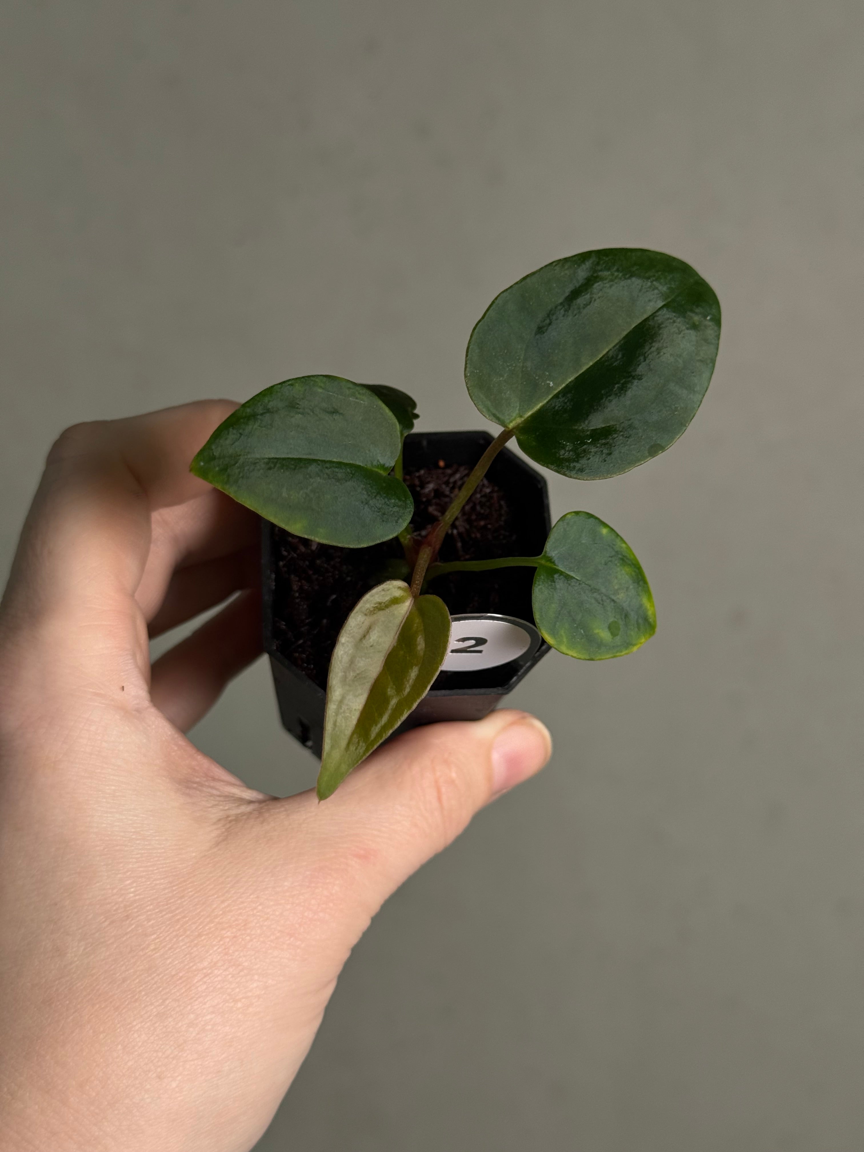 Anthurium Tim Anderson ‘Stripey’ x Portillae ‘Dorito’ - SMUKHI