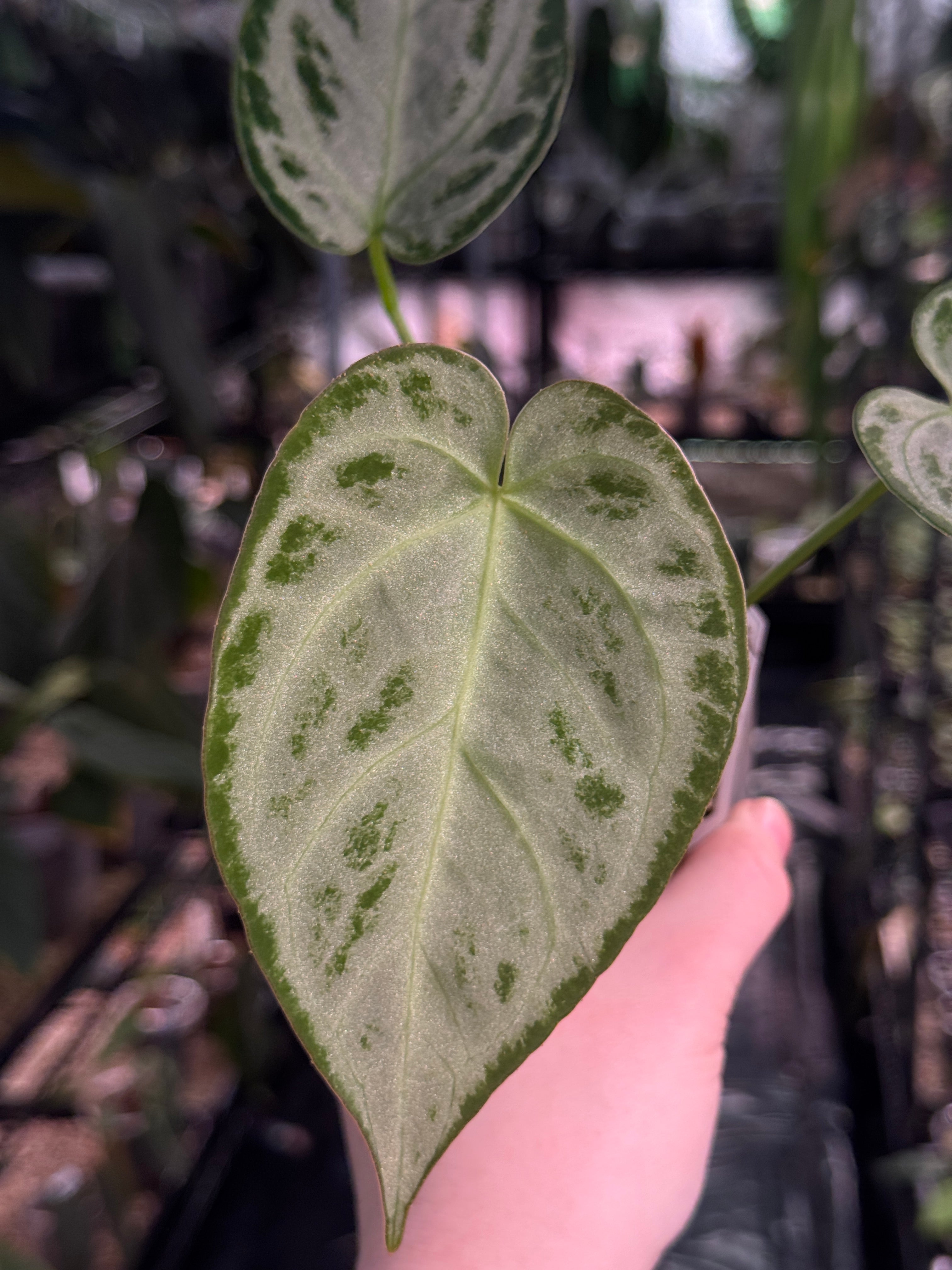 Anthurium 'Silver Blush' (Super Silver)
