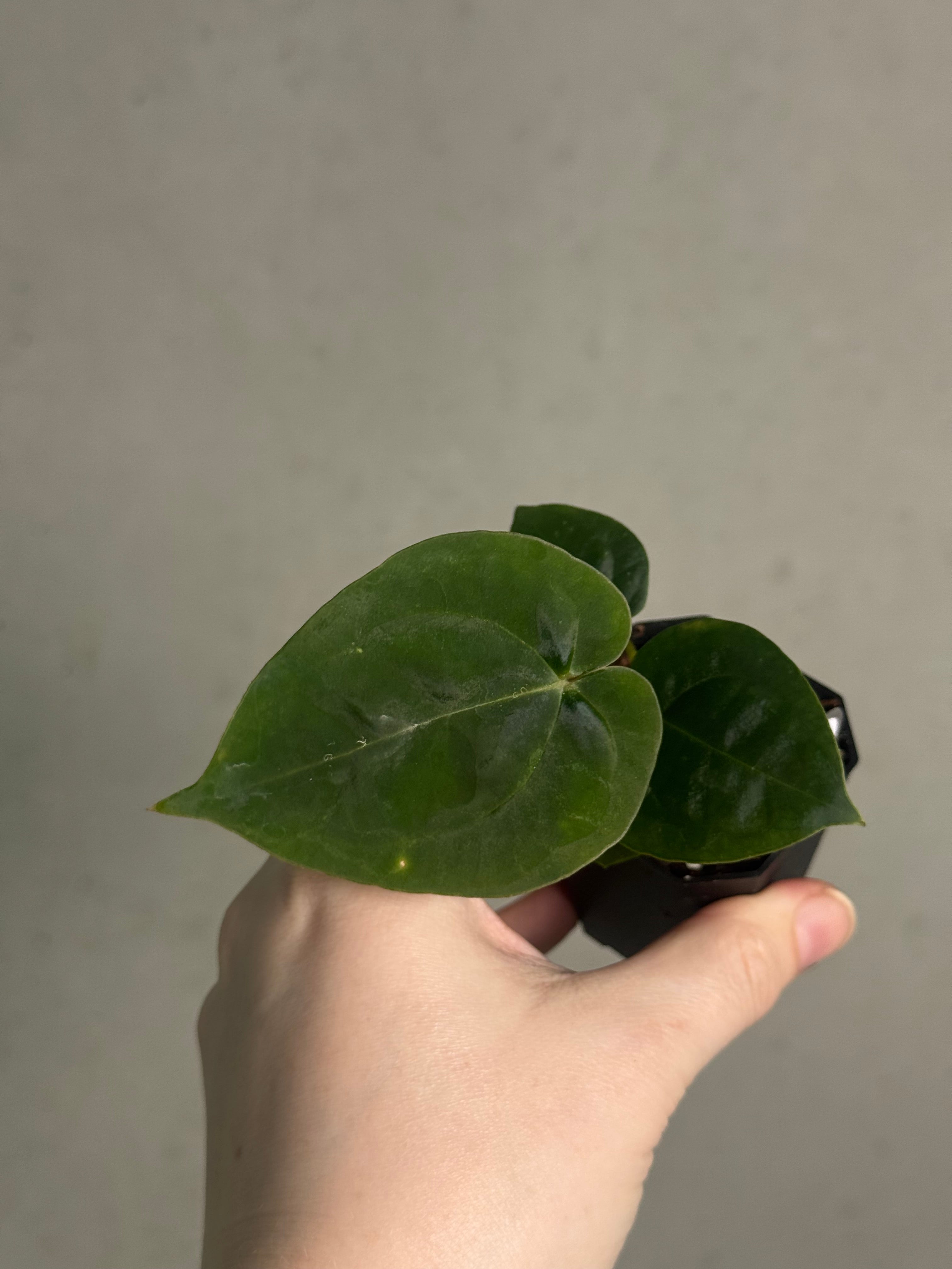 Anthurium Papillilaminum 'Guna Yala' x (Zara x Michelle) - SMUKHI