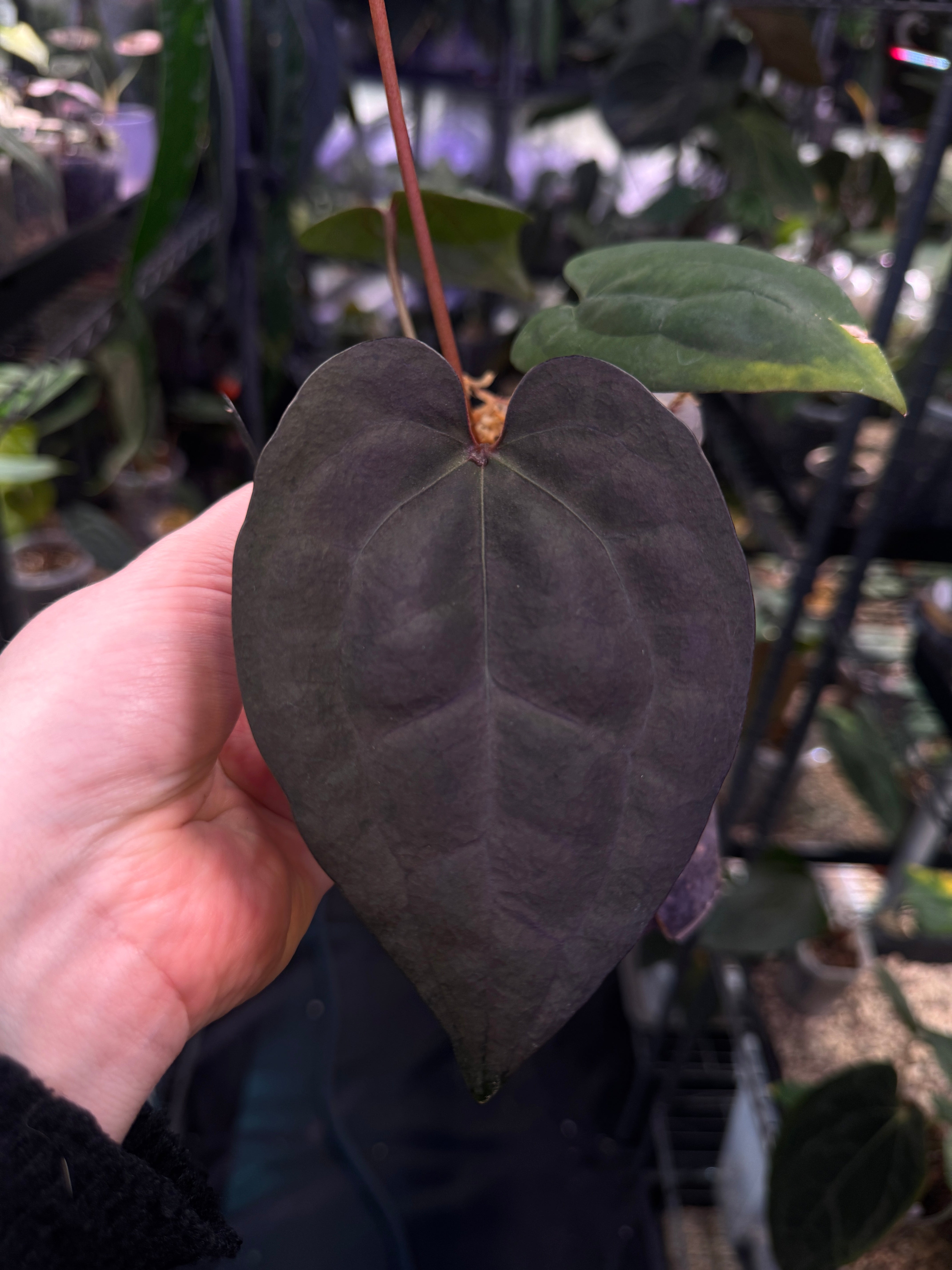 Anthurium Ace Of Spades Dark Form (SKG)