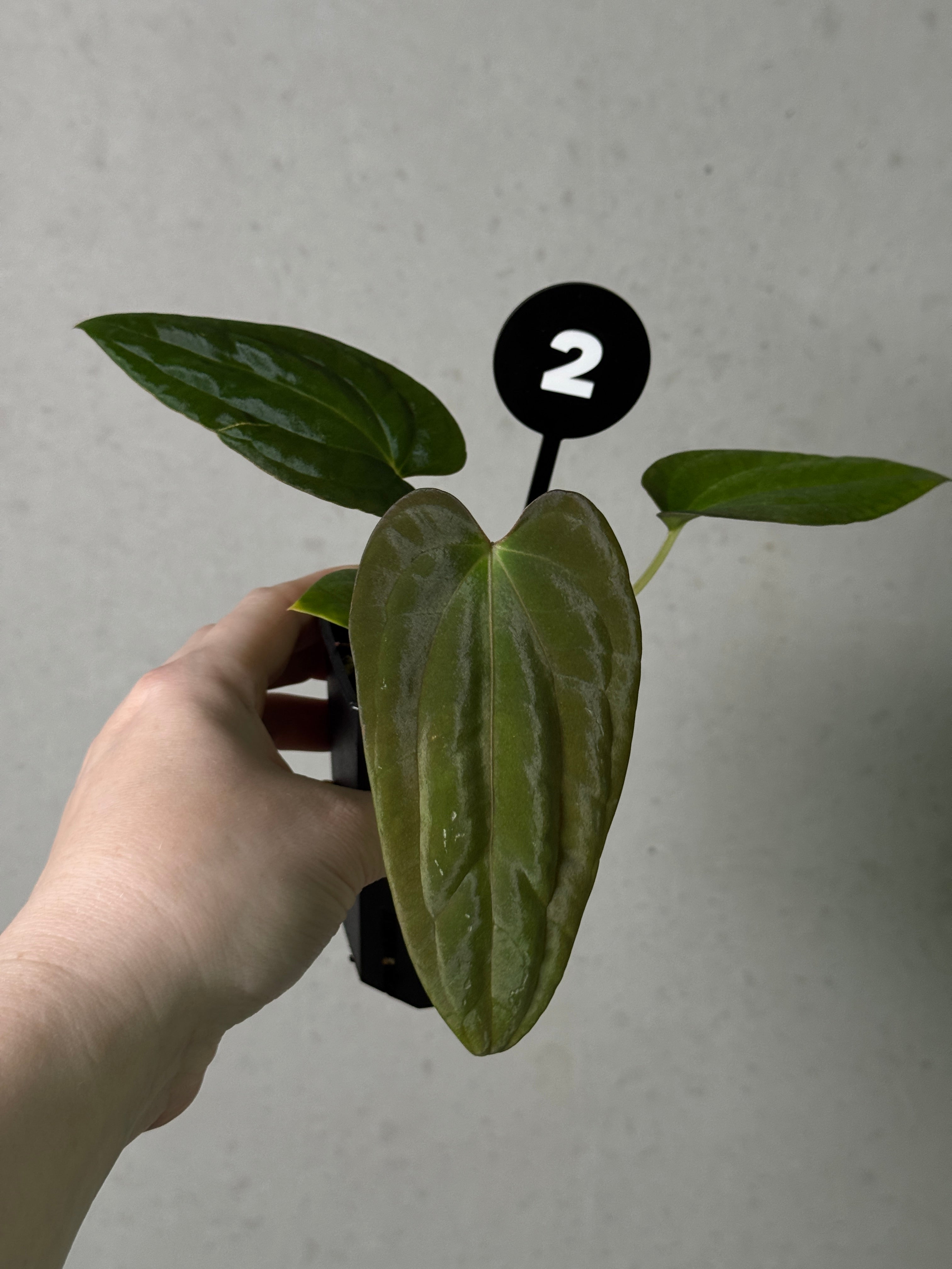 Anthurium Papillilaminum Ree Gardens x BVEP (‘Round’ x RA1)