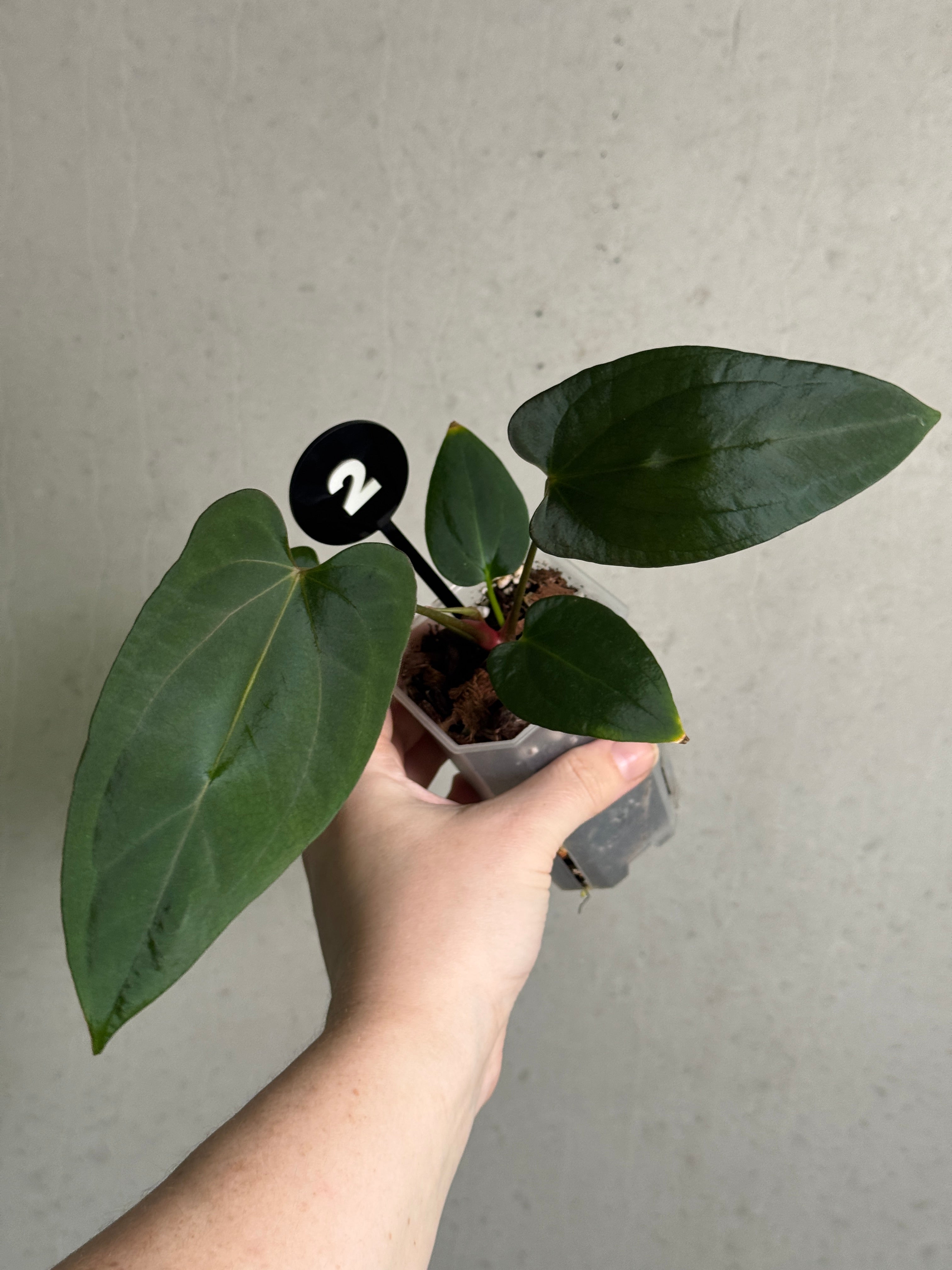 Anthurium Portillae 'Dorito' x BVEP 'Nightmare' plant with dark, glossy leaves and vibrant flowering spathe, cultivated by Crystallinaminum.