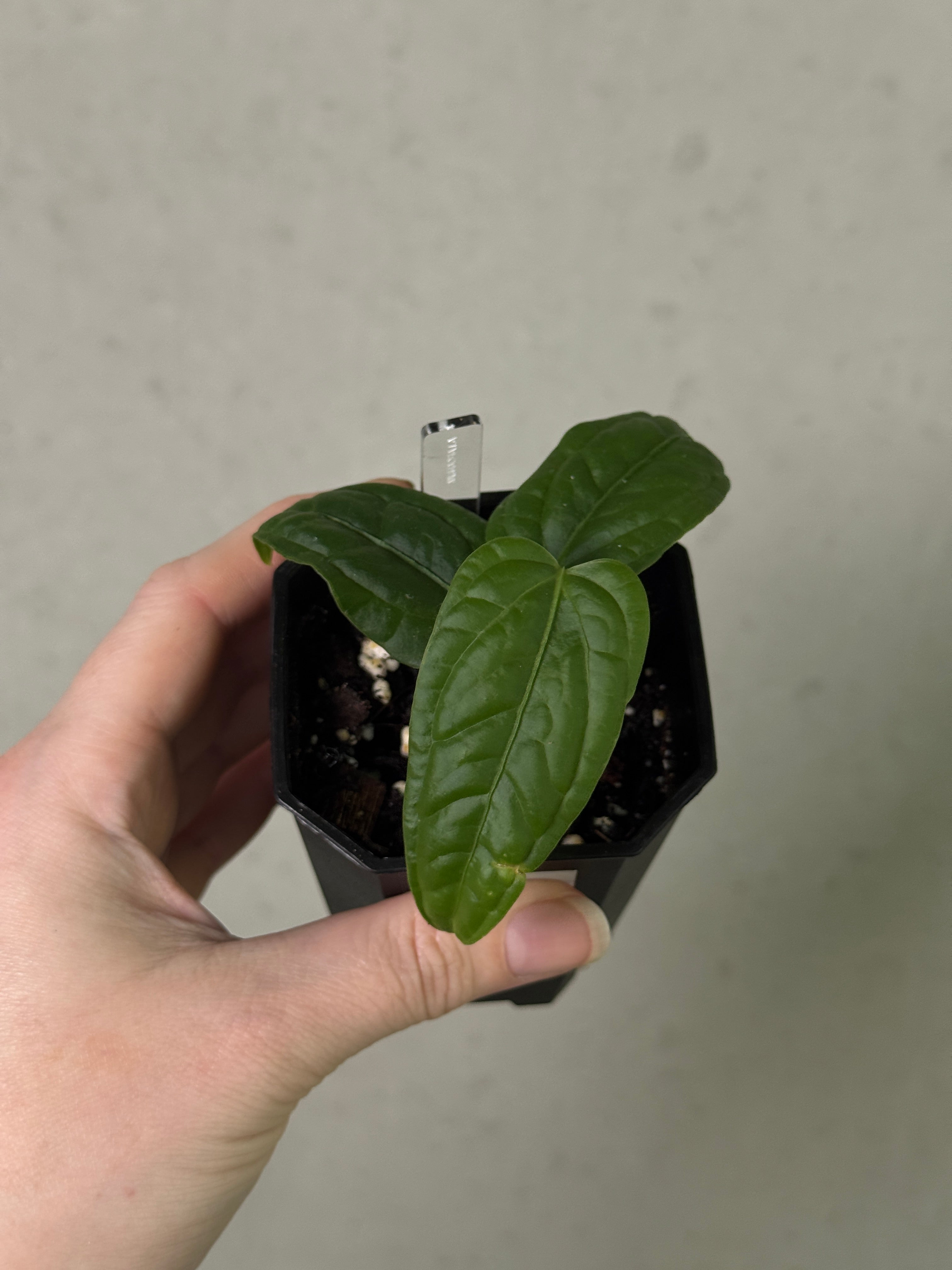 Anthurium Lapoanum S1 - Clone