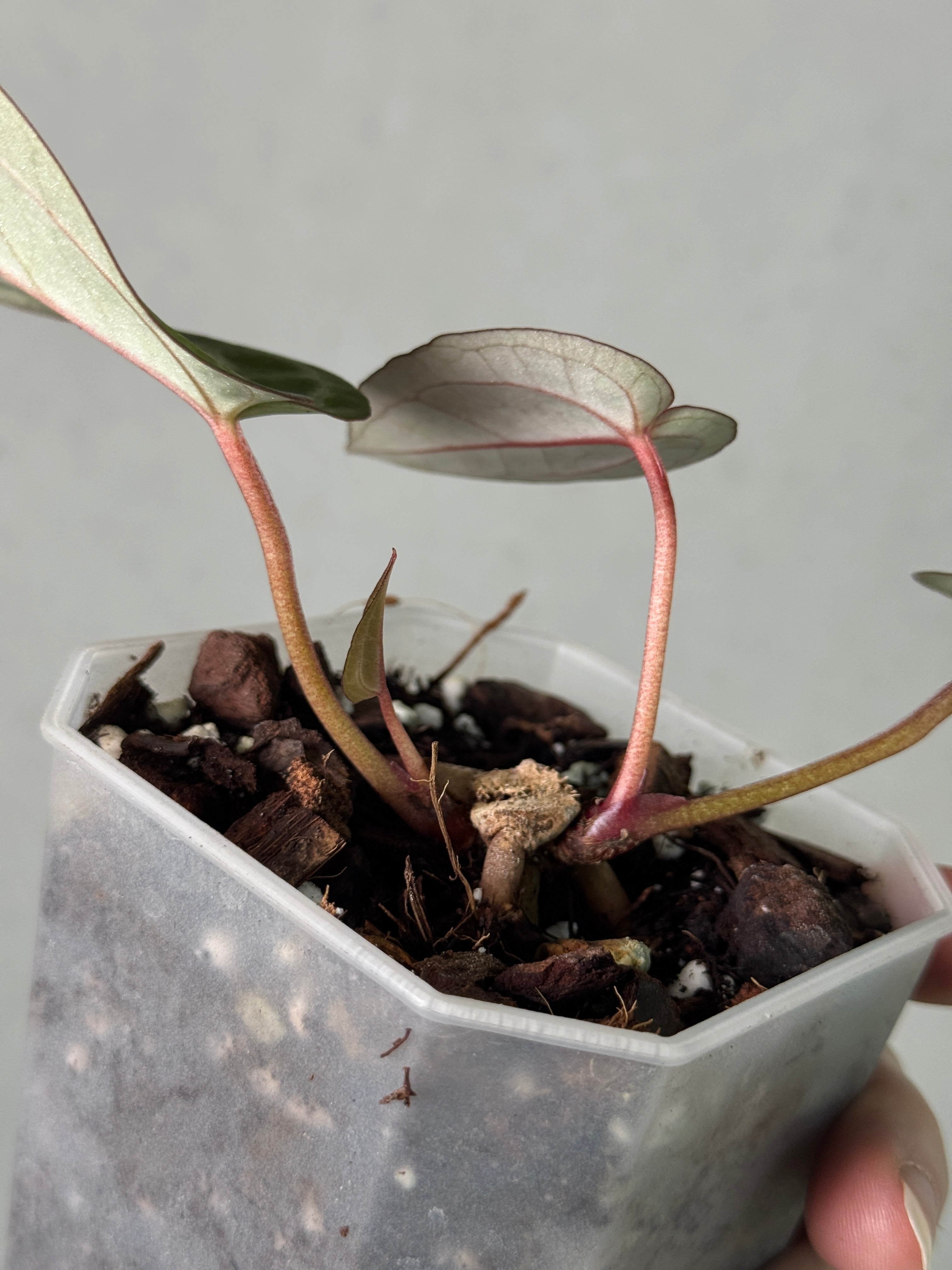Anthurium Home, Sweet Home '32' x Red Velvet Cake '24' - Clone