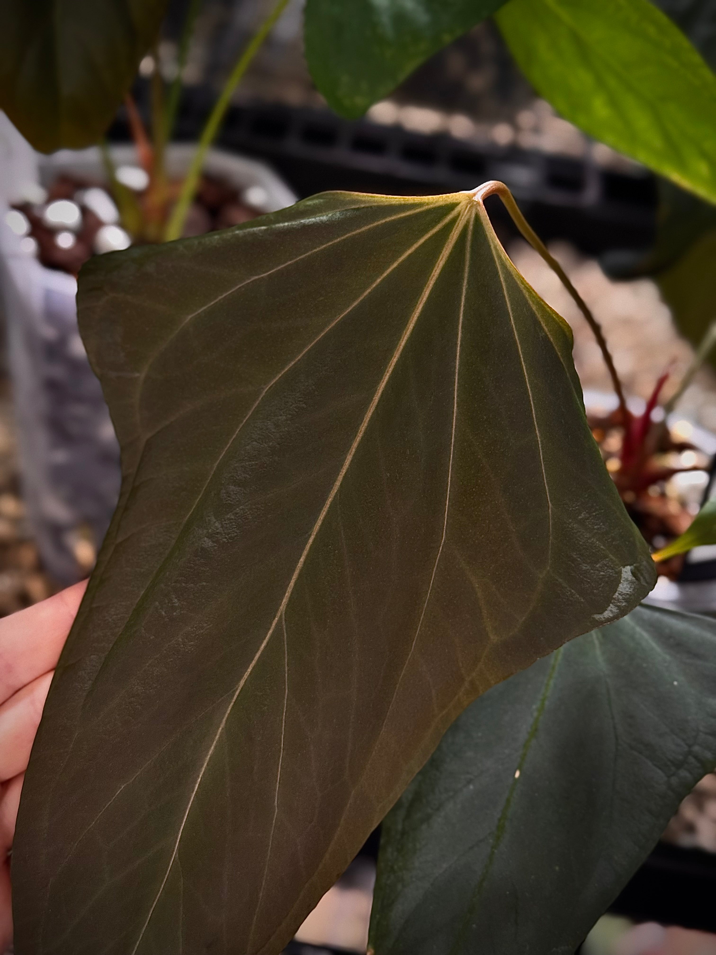 NFS: Anthurium Mr. Worldwide #2 - SMUKHI