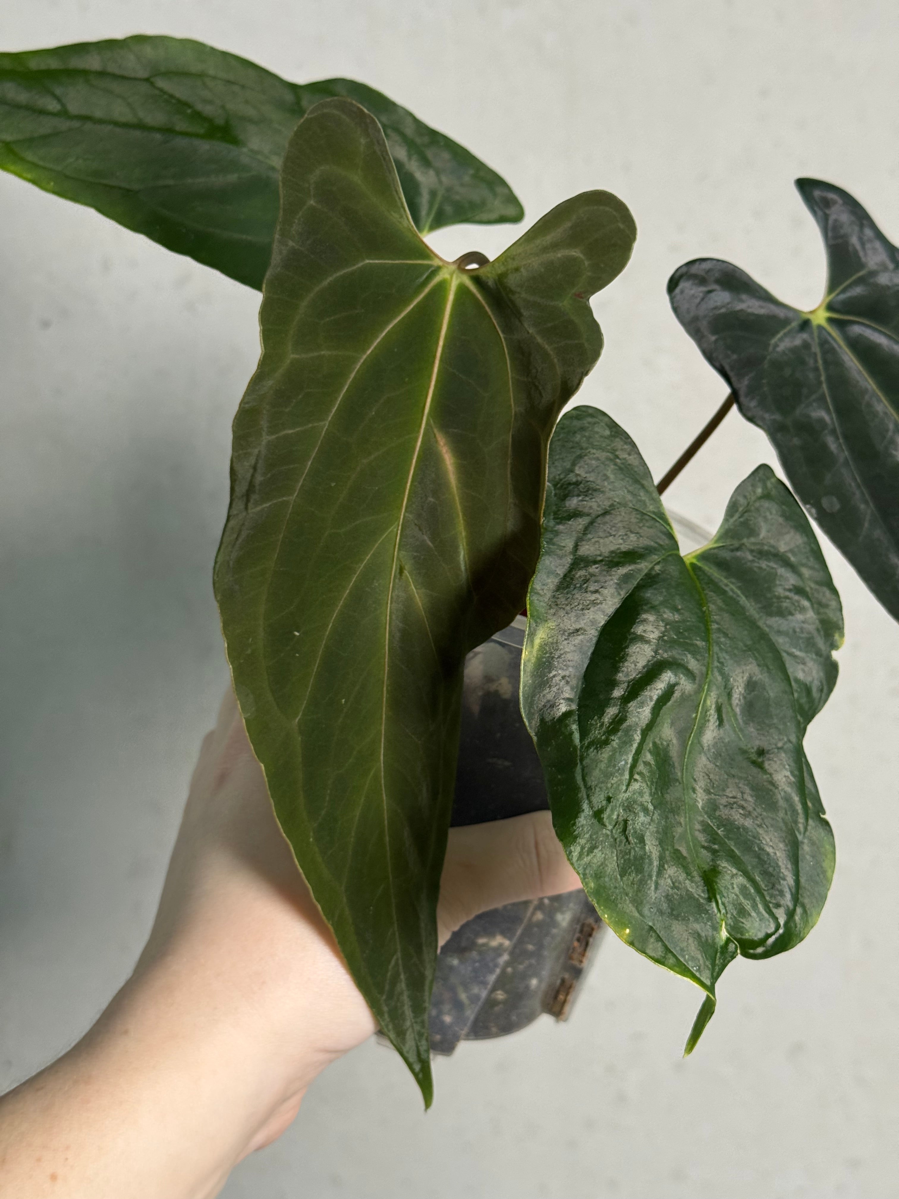 Anthurium Fort Sherman x Ralph Lynam S1 - SMUKHI