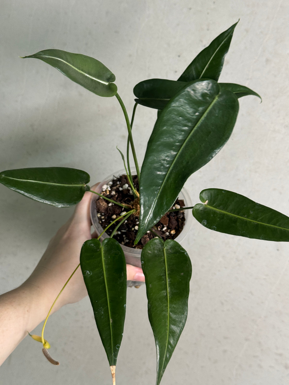 Anthurium Timplowmanii