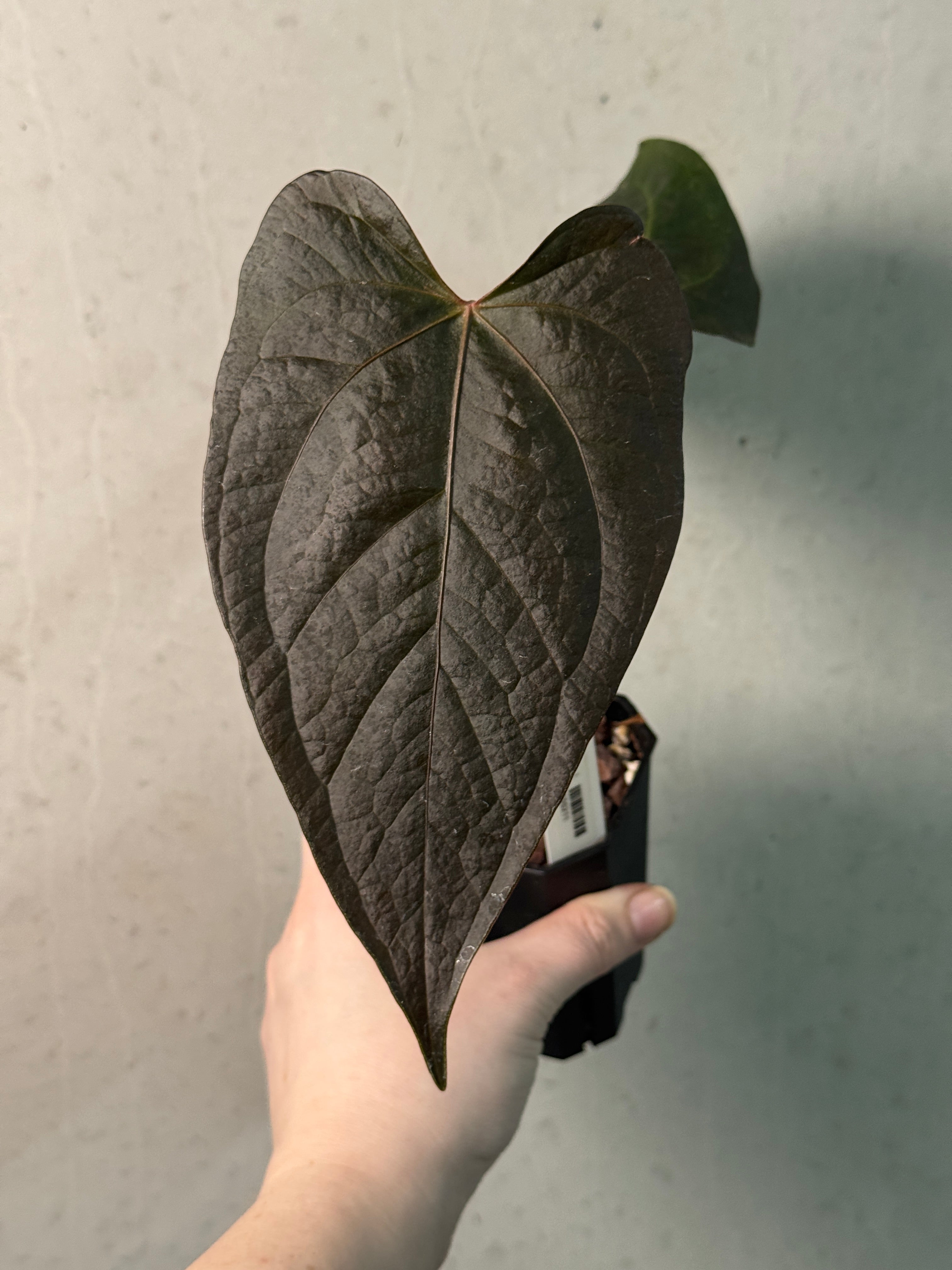 Anthurium Queen of Hearts - SMUKHI