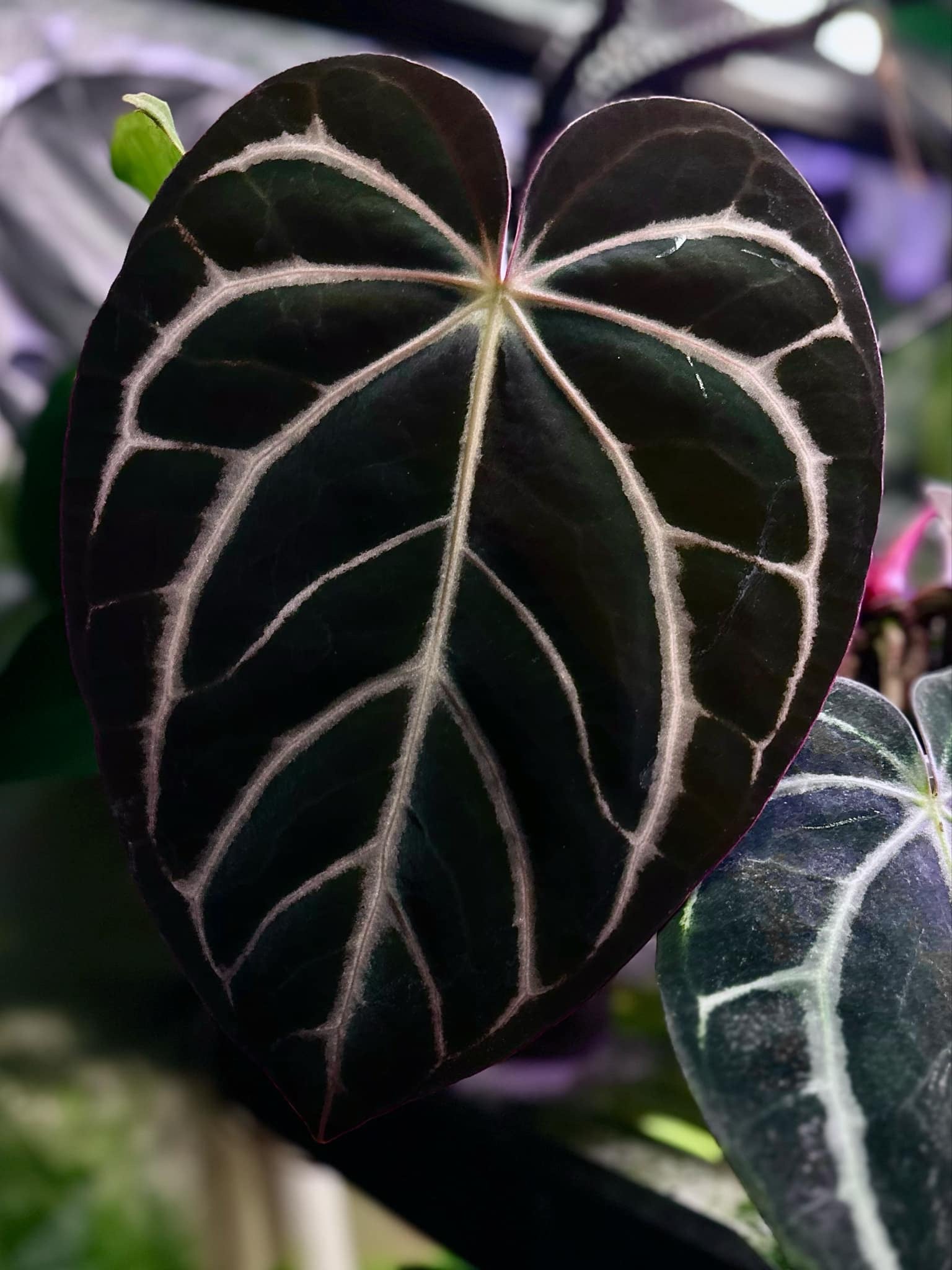 Anthurium Carlablackiae (RA10 x self) x Dressleri NSE 'Obsidian'