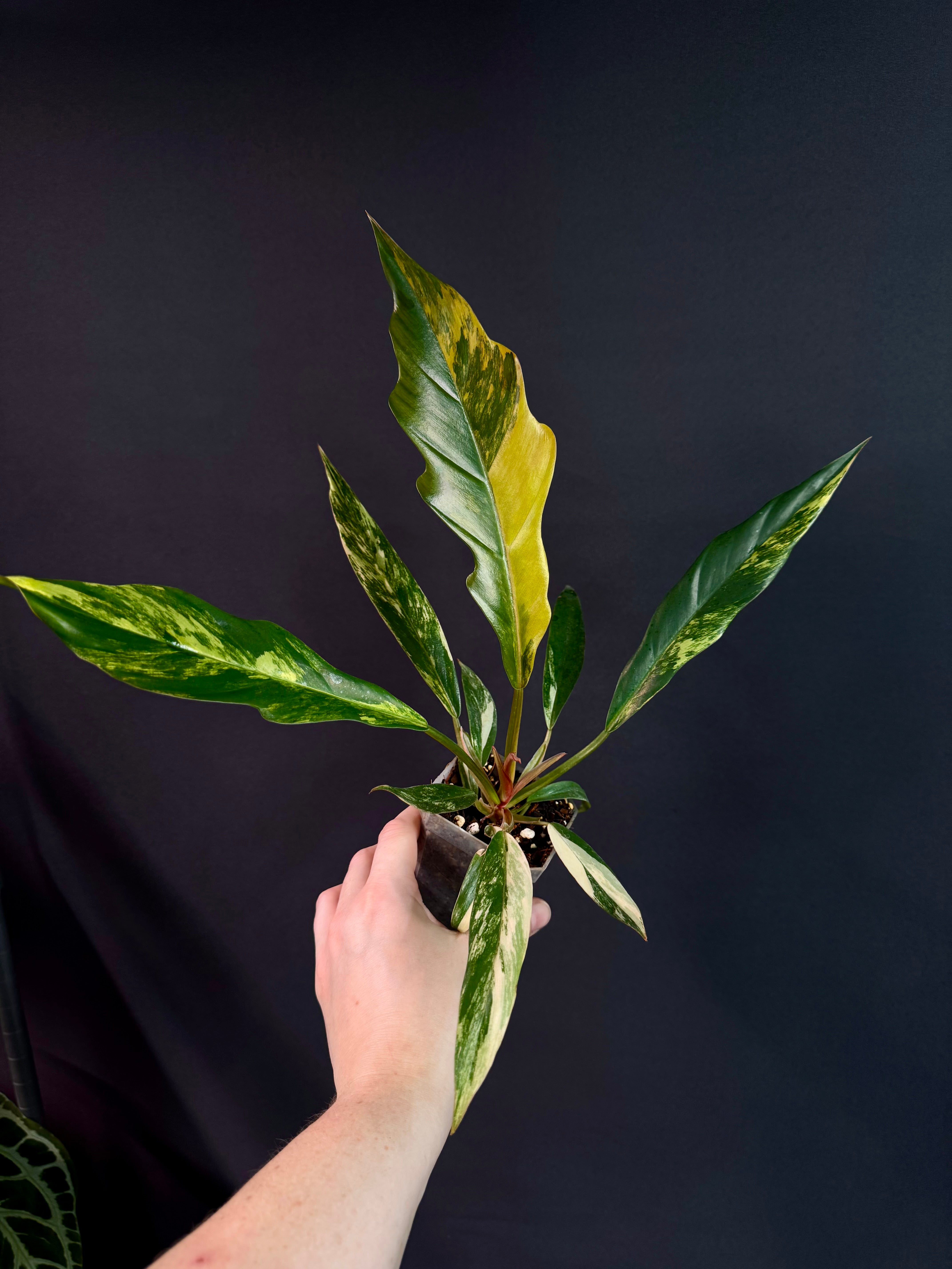 Philodendron Caramel Marble