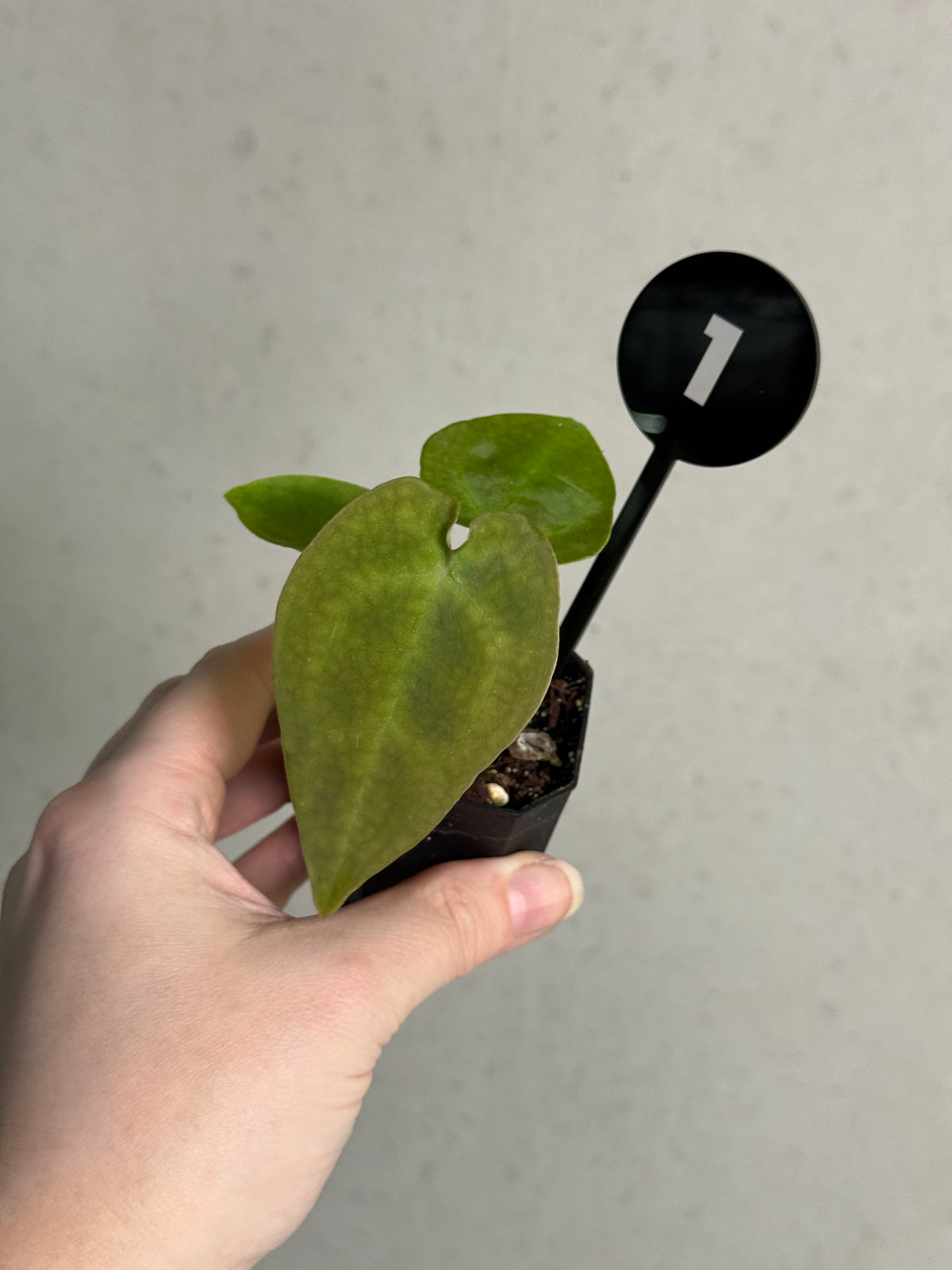 Anthurium Forgetii x Open plant from SMUKHI with lush green leaves and distinctive white veins, displayed in a decorative pot.