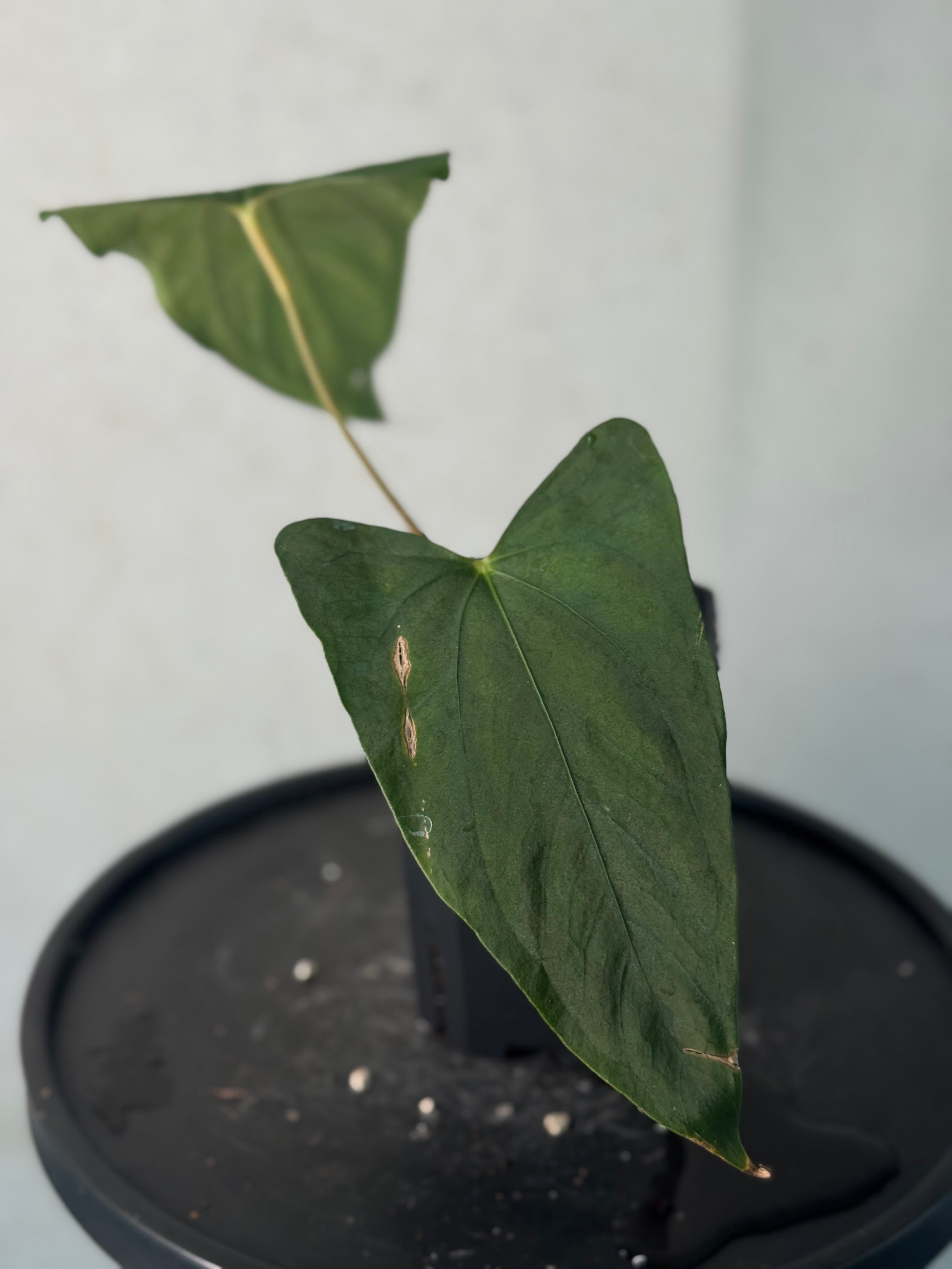 Anthurium sp. Nov DF (JV) - Pre-order