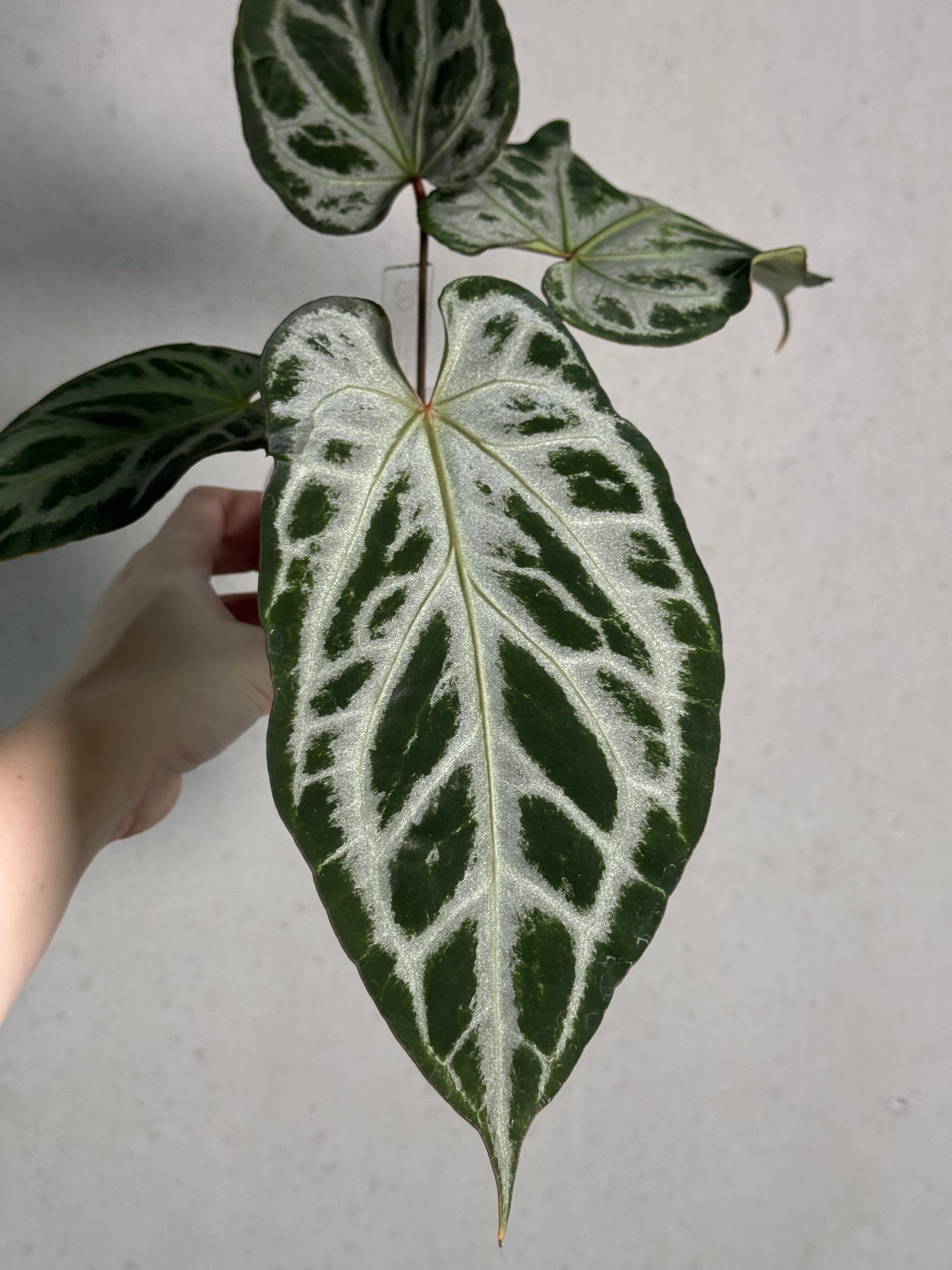 Anthurium Red Crystal Blush | SMUKHI