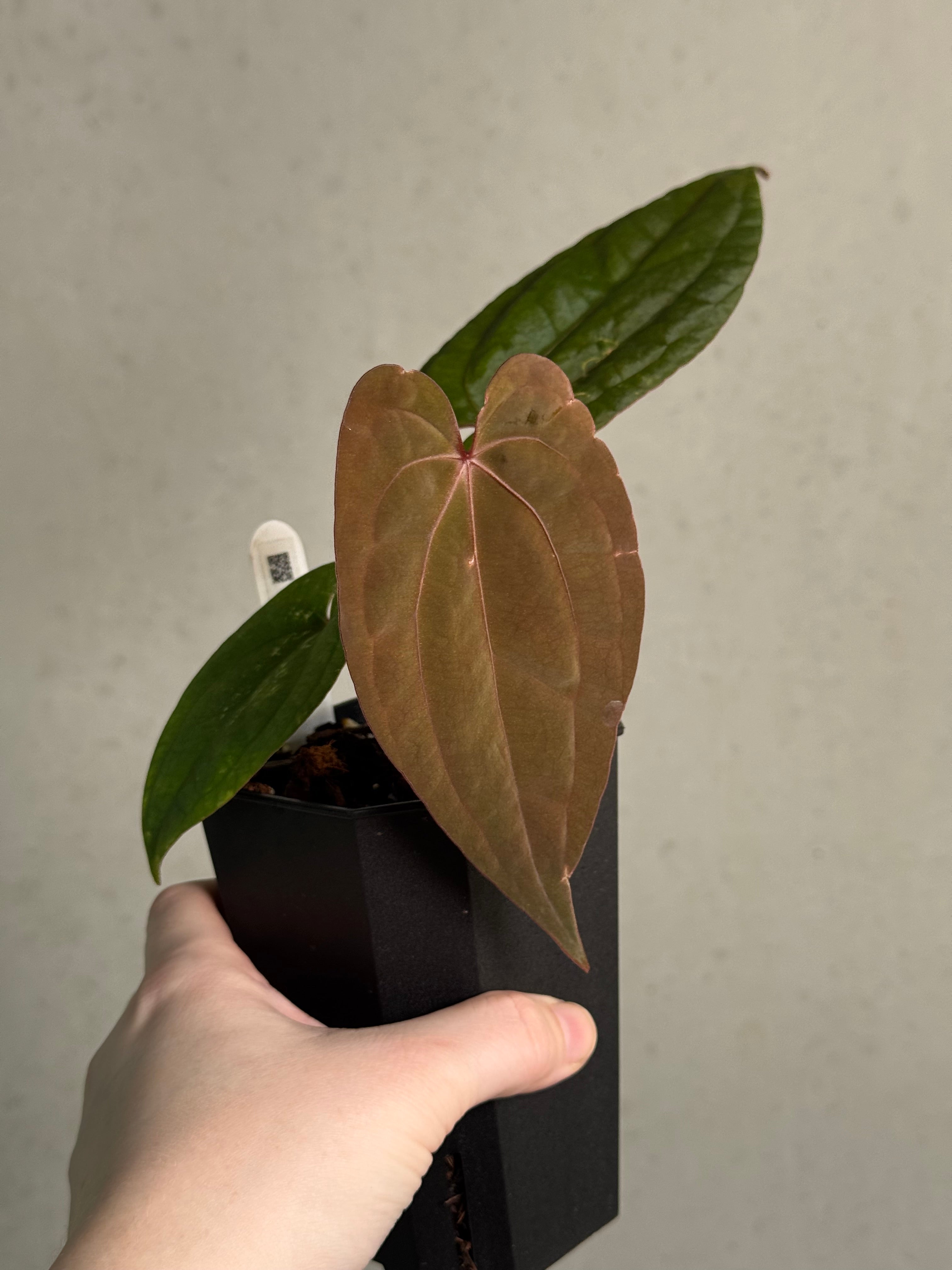 Anthurium Red Vein Dark Phoenix - Clone - SMUKHI