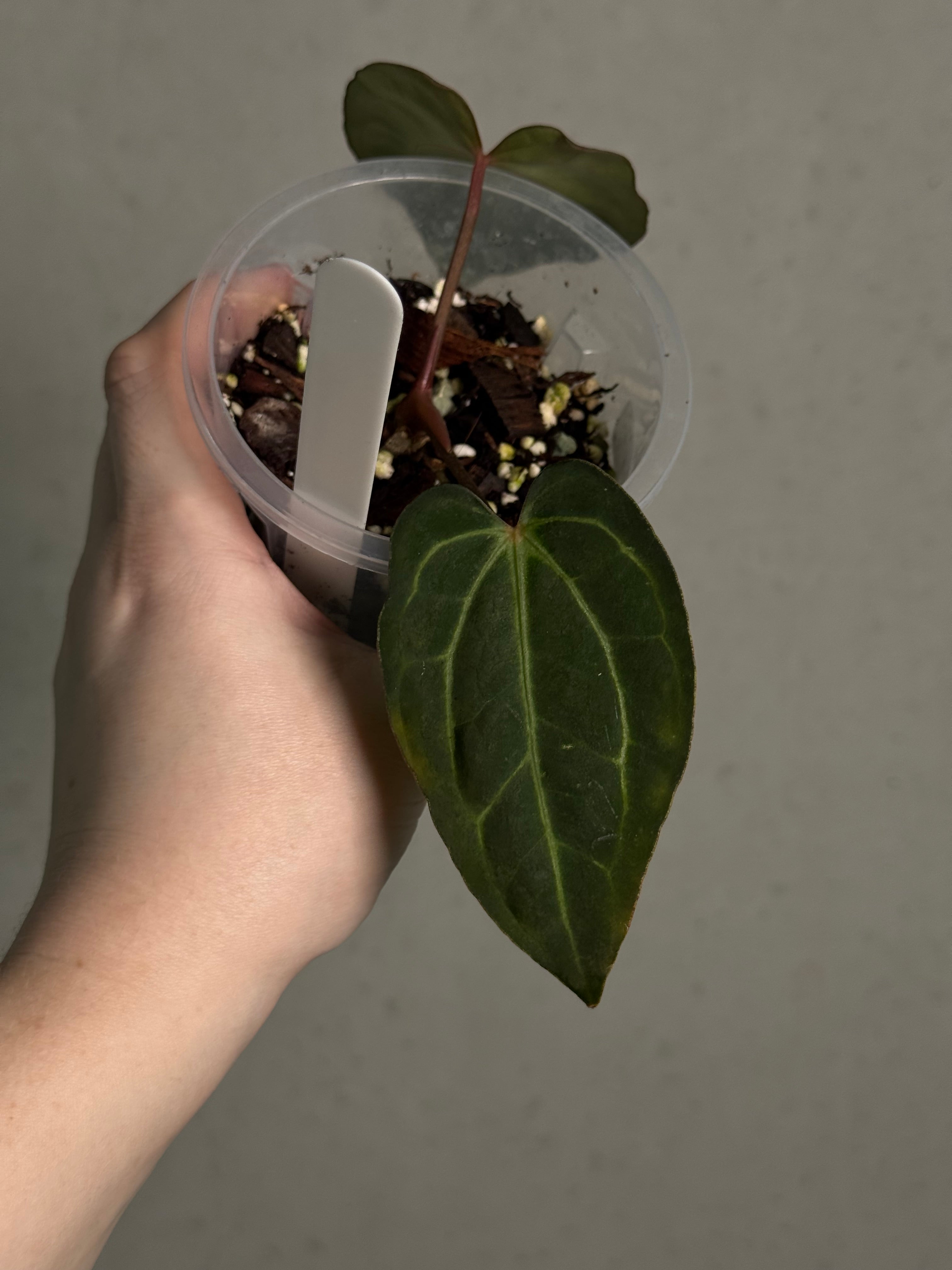 Anthurium Carlablackiae 'District' x BUZ1 - Sad Plant - SMUKHI