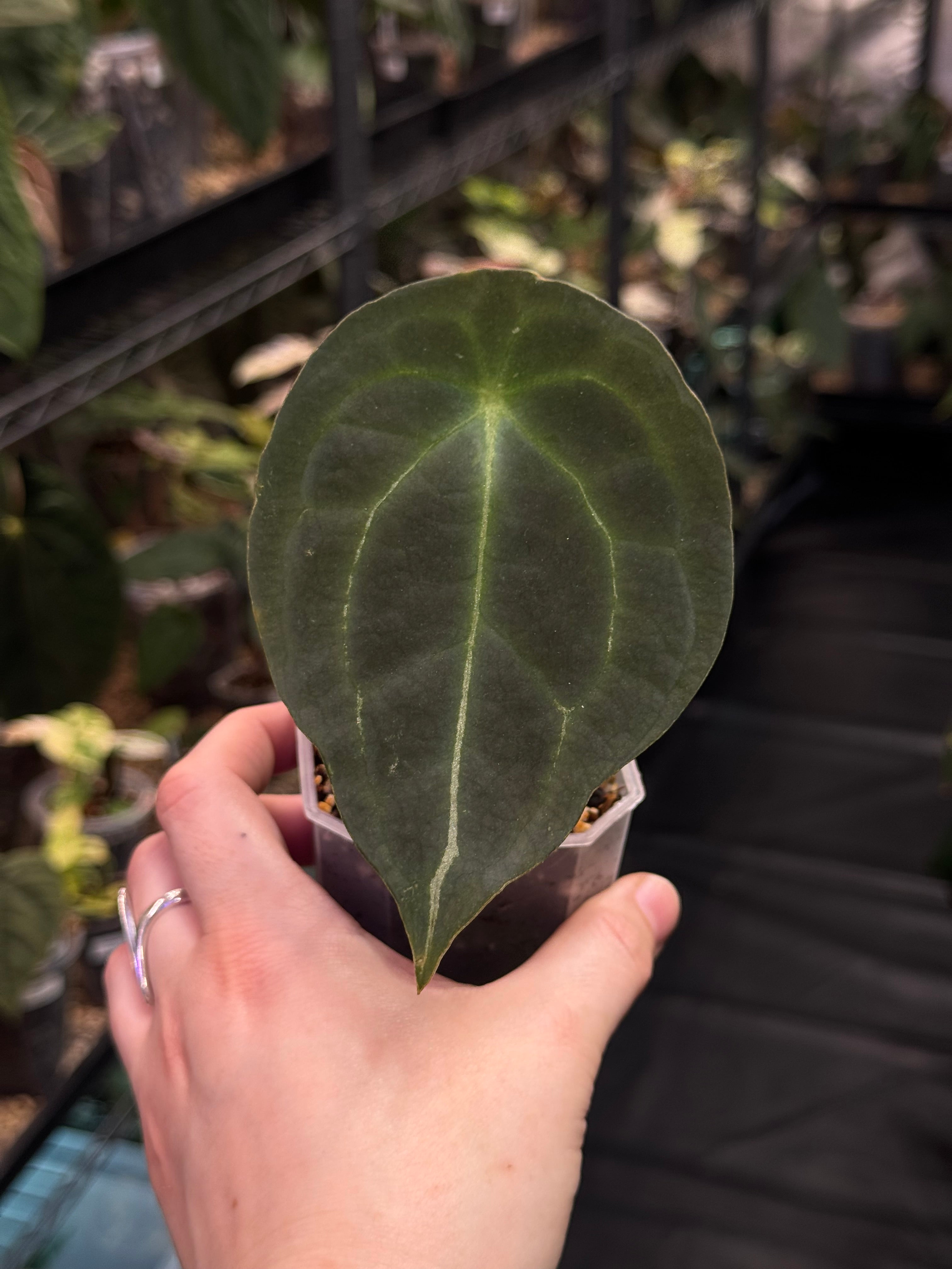 Anthurium Forgetii (x) - Various plants