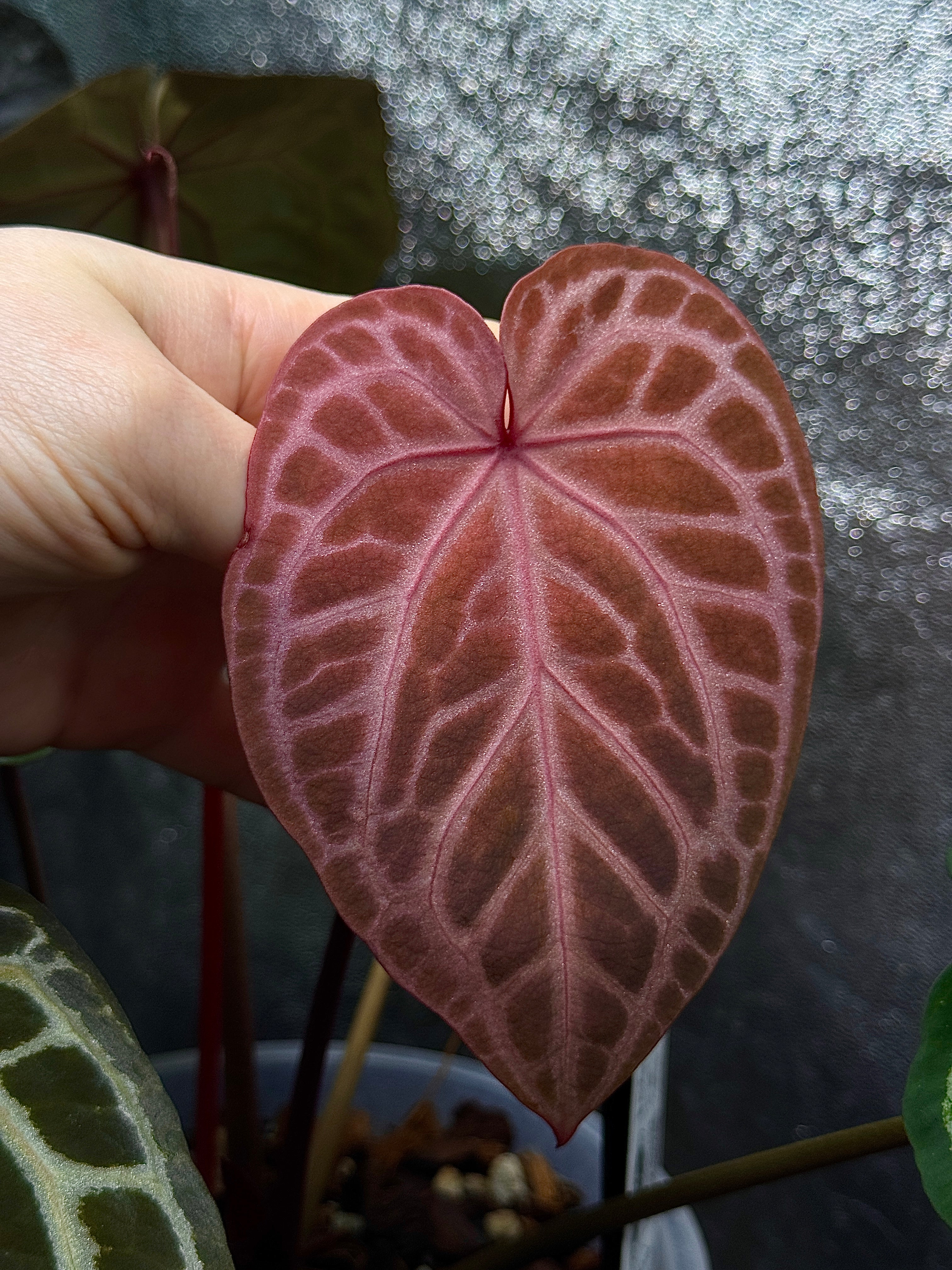 Anthurium Minerva '20' x Michelle '10'
