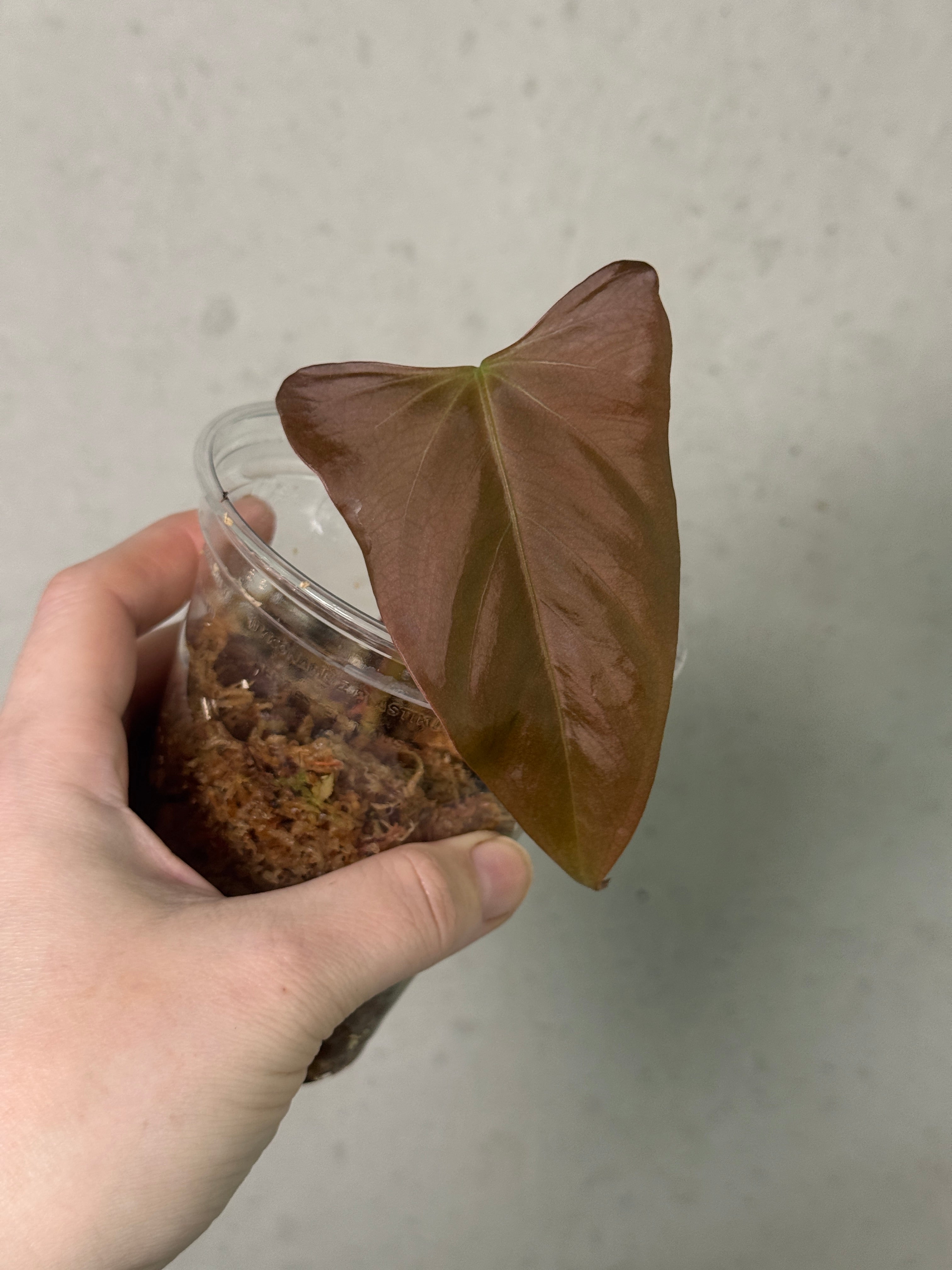 Healthy Anthurium Indo Portillae plant with lush green leaves and vibrant spathes, grown by Abelia Plants.