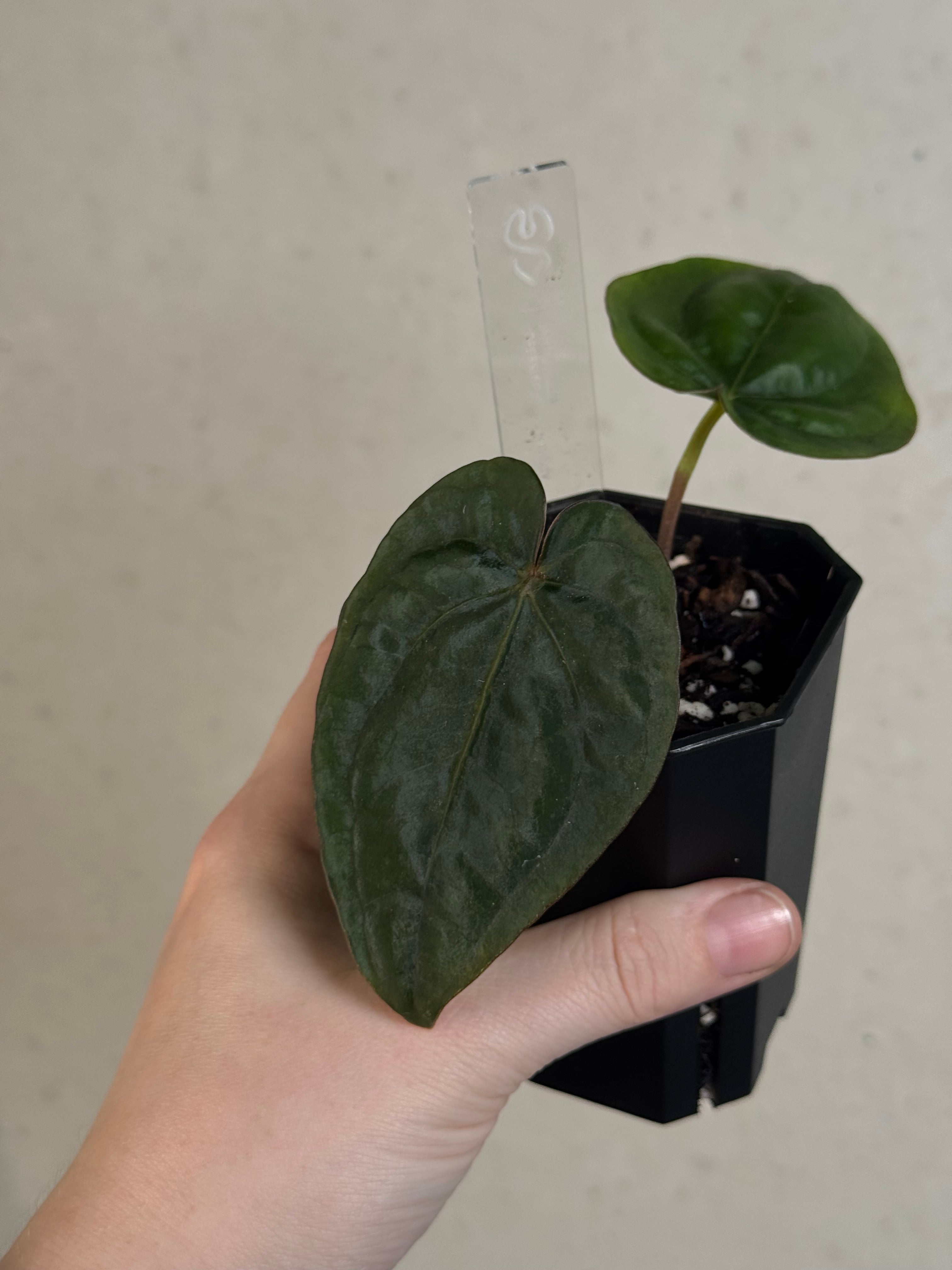 Anthurium Dressleri RG F2 x ‘Windy’ - Clone