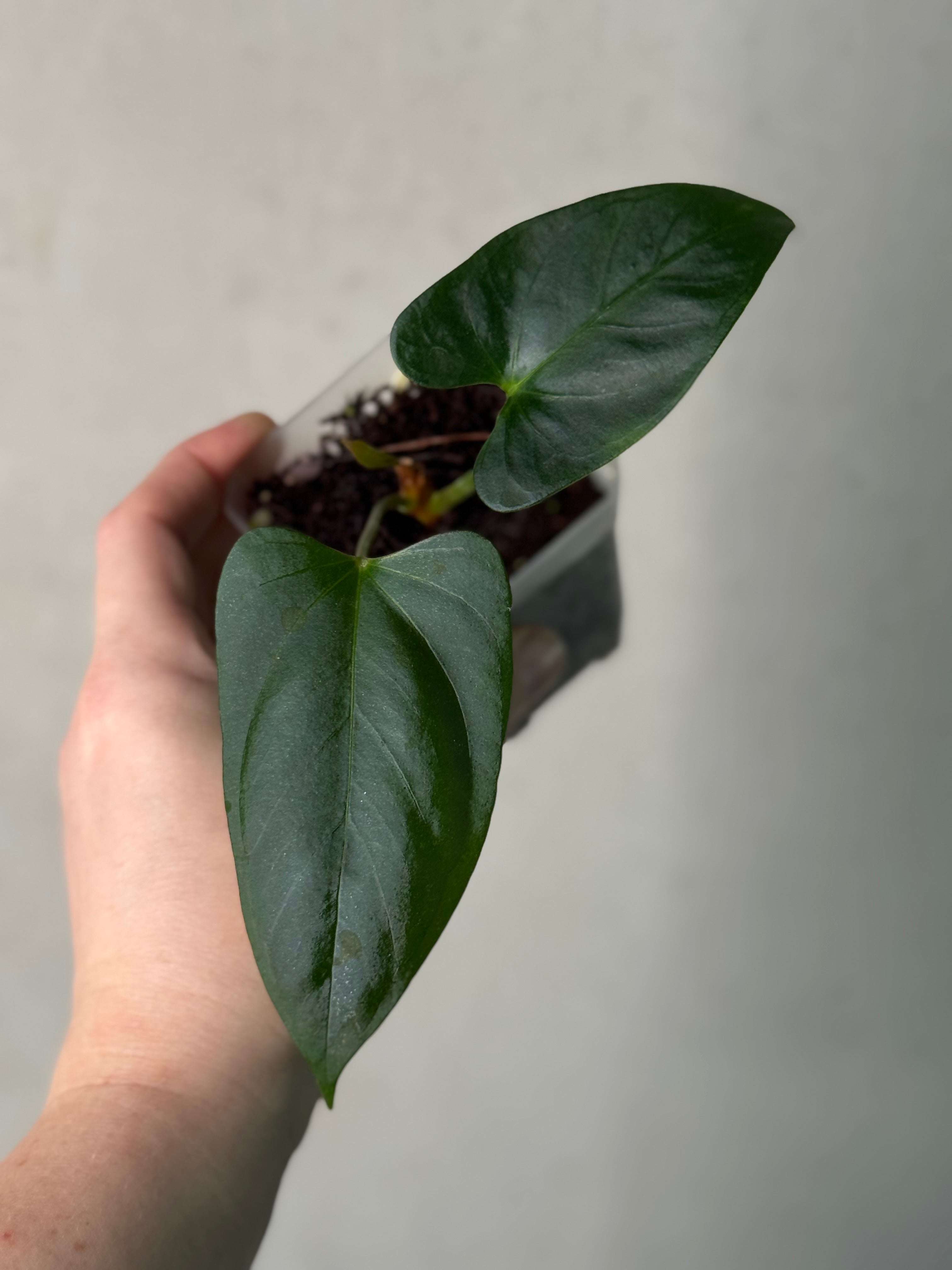 Anthurium Indo Portillae