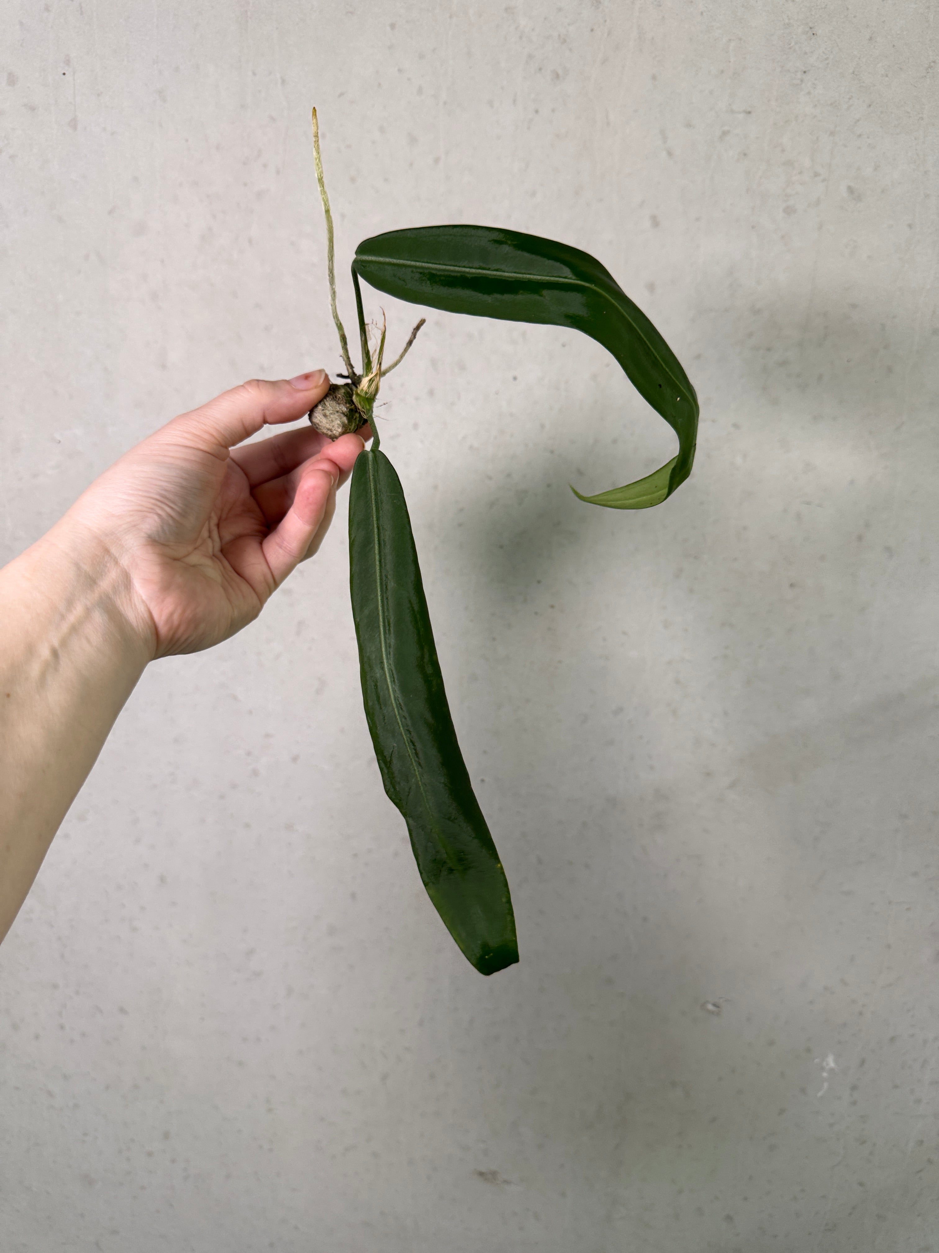 Anthurium Pallidiflorum clone plant by SMUKHI with lush green leaves and white flowers, potted and ready for indoor decoration.