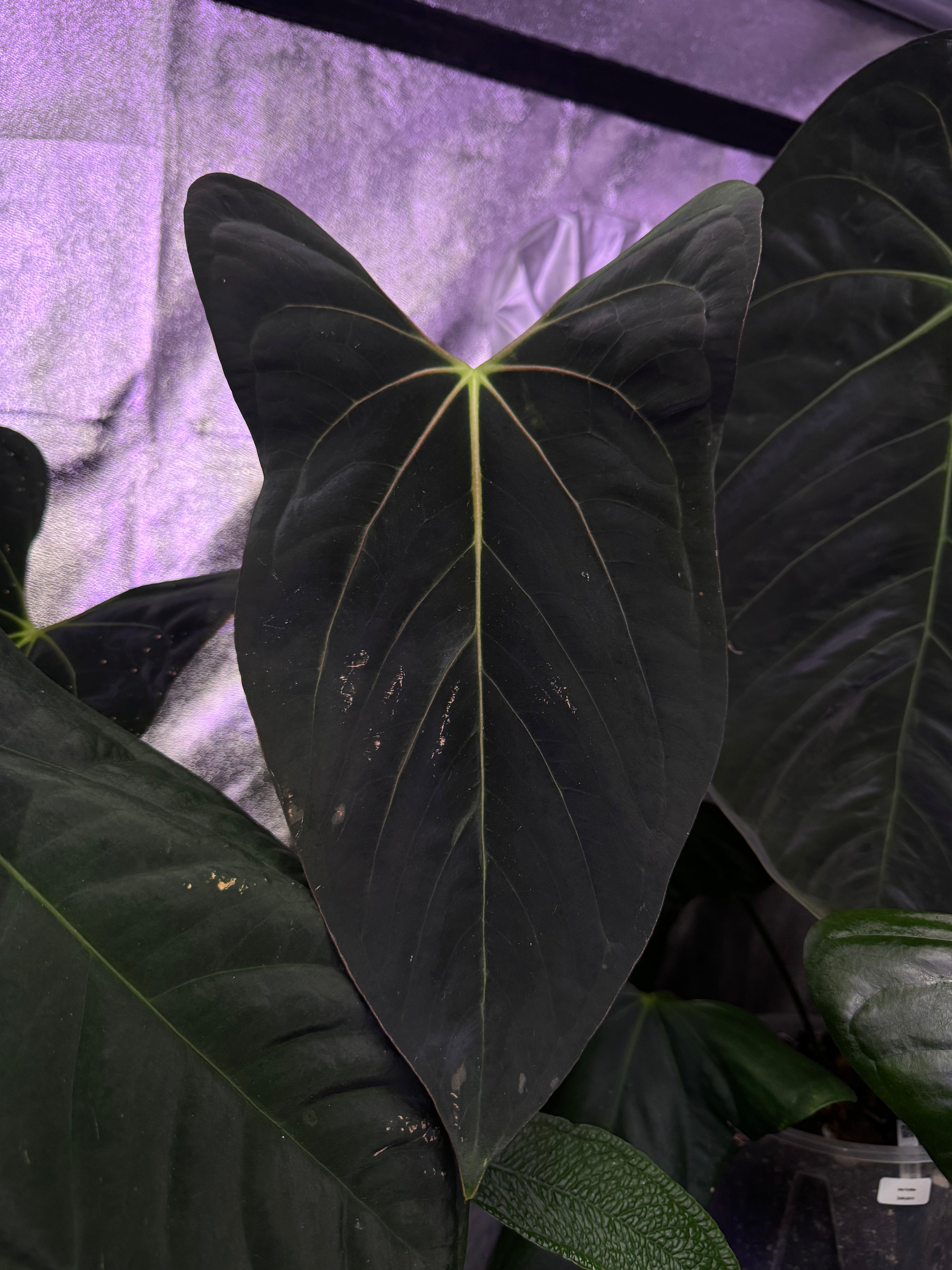 NFS: Anthurium Papillilaminum 'Marie' x Papillilaminum 'IL' - SMUKHI