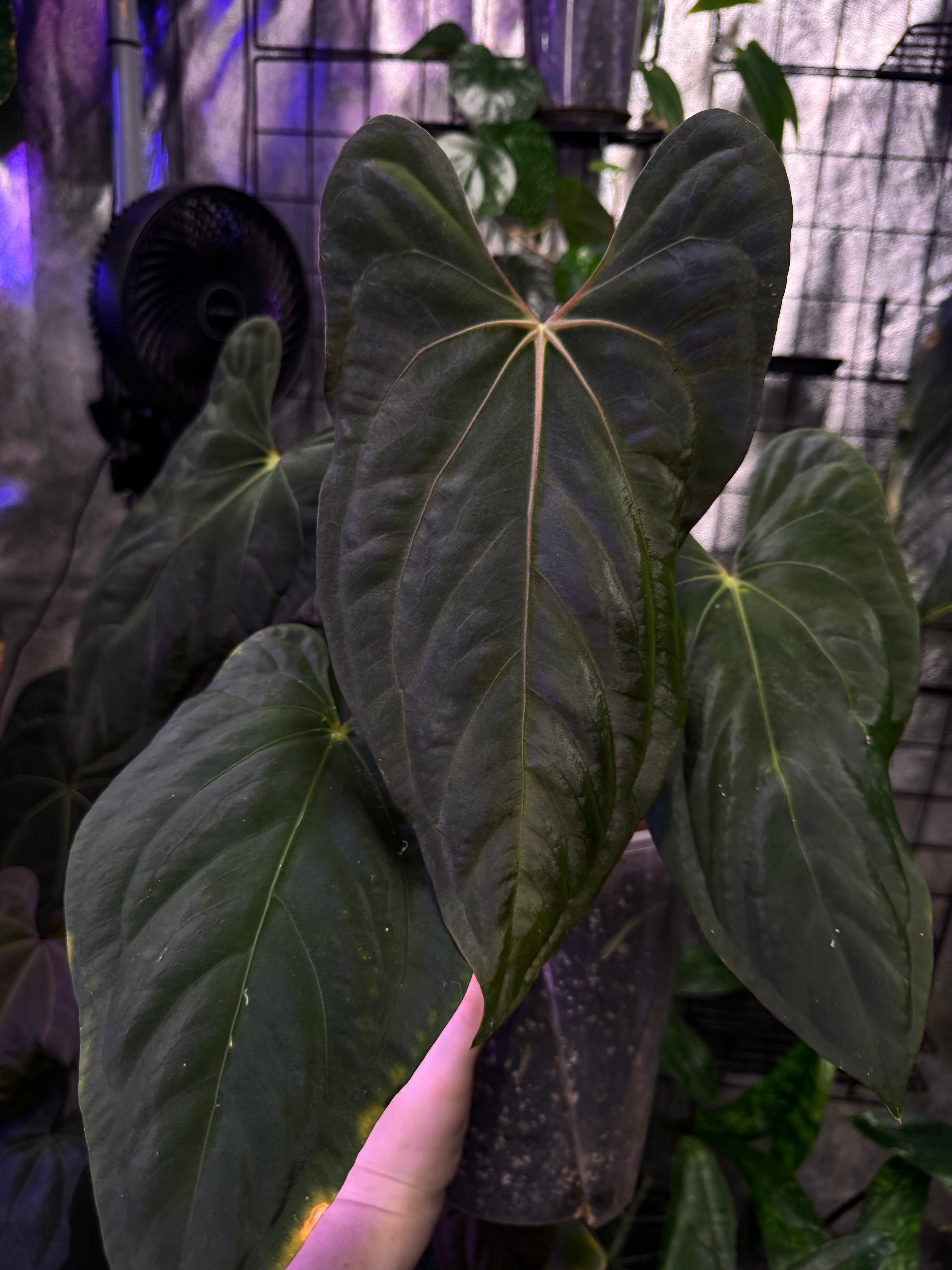 Anthurium Papillilaminum 'Daniel' x Carlablackiae RD3 x FSxRL ‘Grim Reaper’