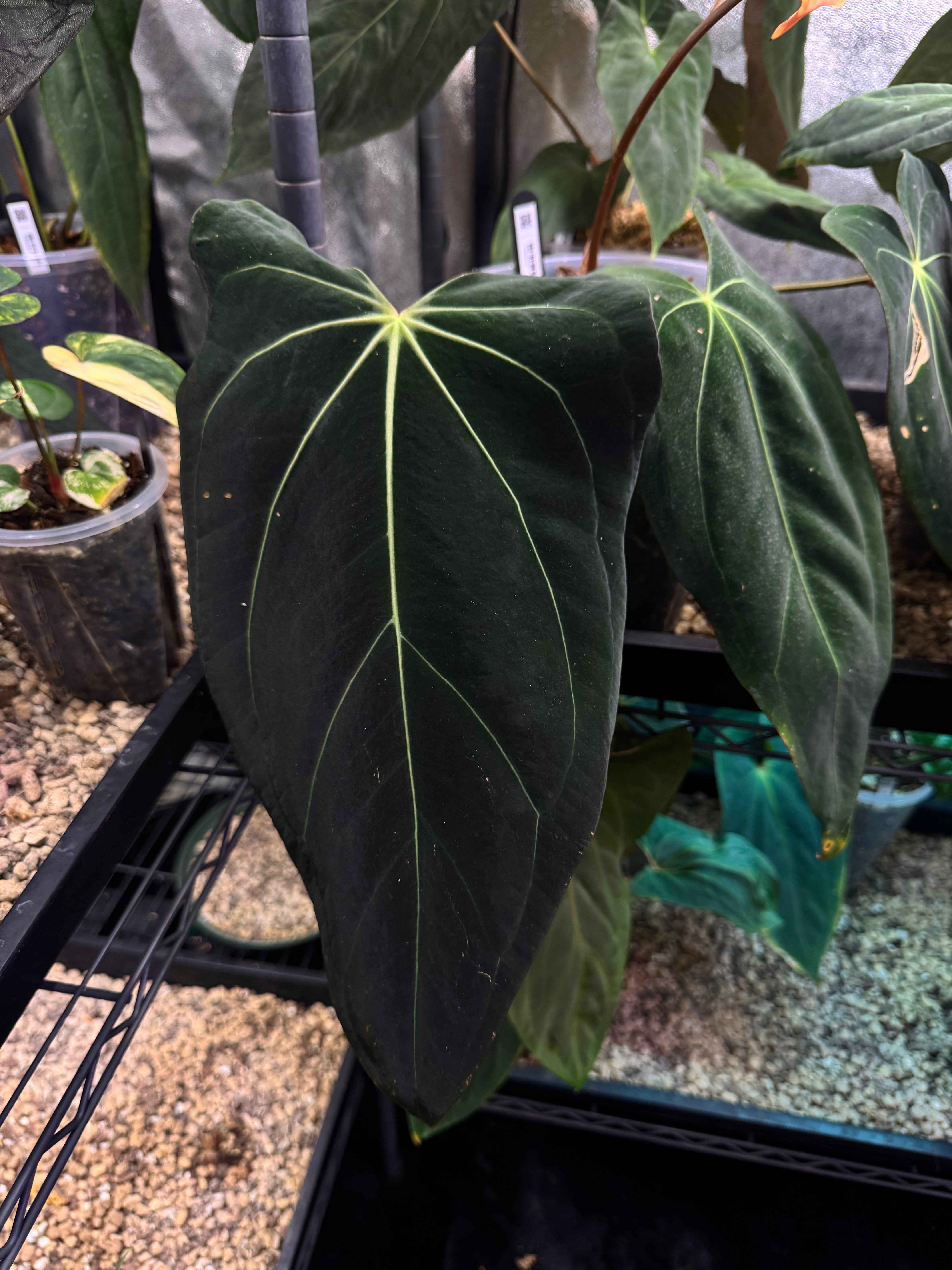 Anthurium (Fort Sherman x self) x (Carlablackiae x) - Pre-order