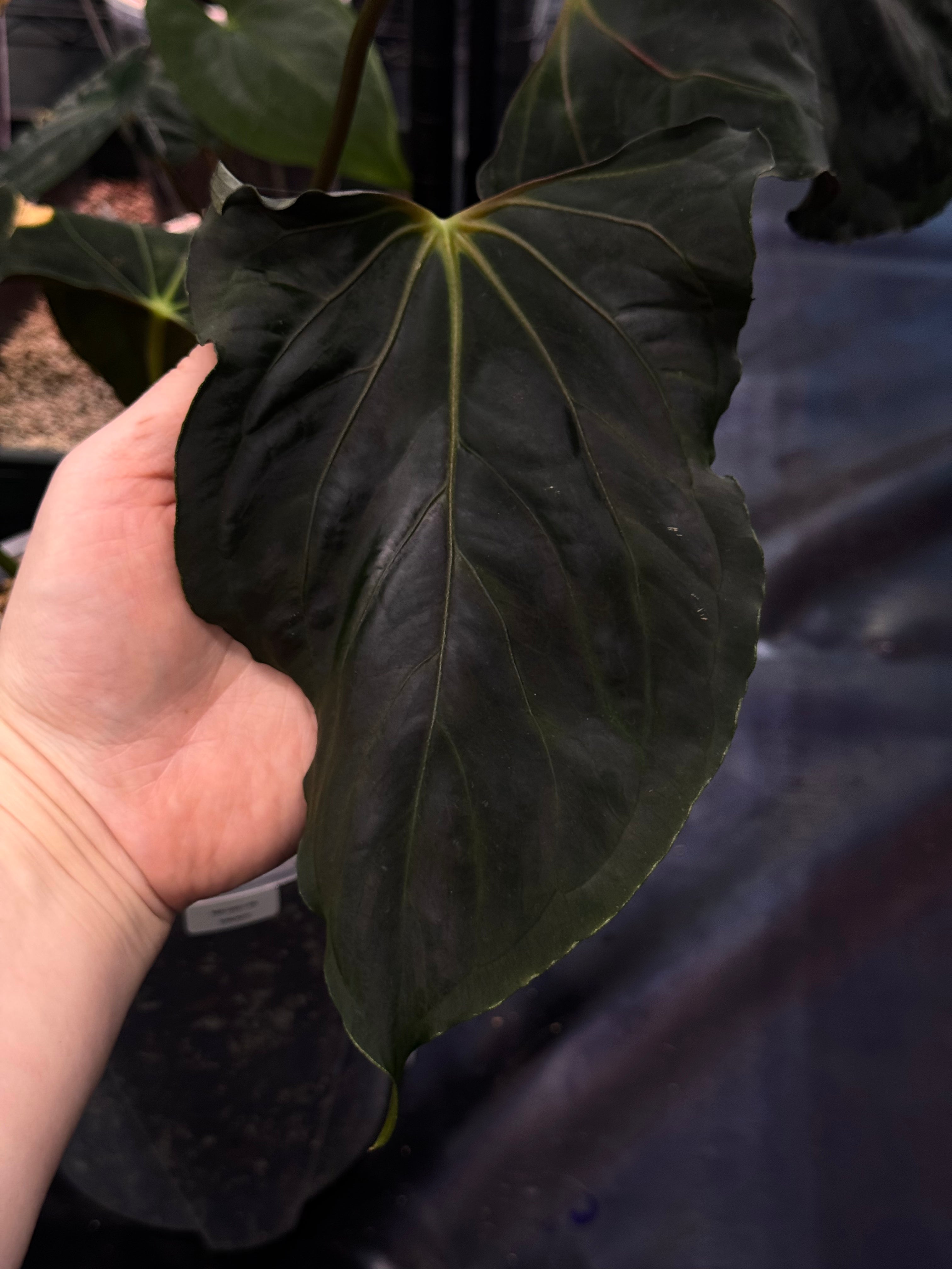 Anthurium Papillilaminum (Ree Gardens) x (Ralph Lynam x self) - Pre-order