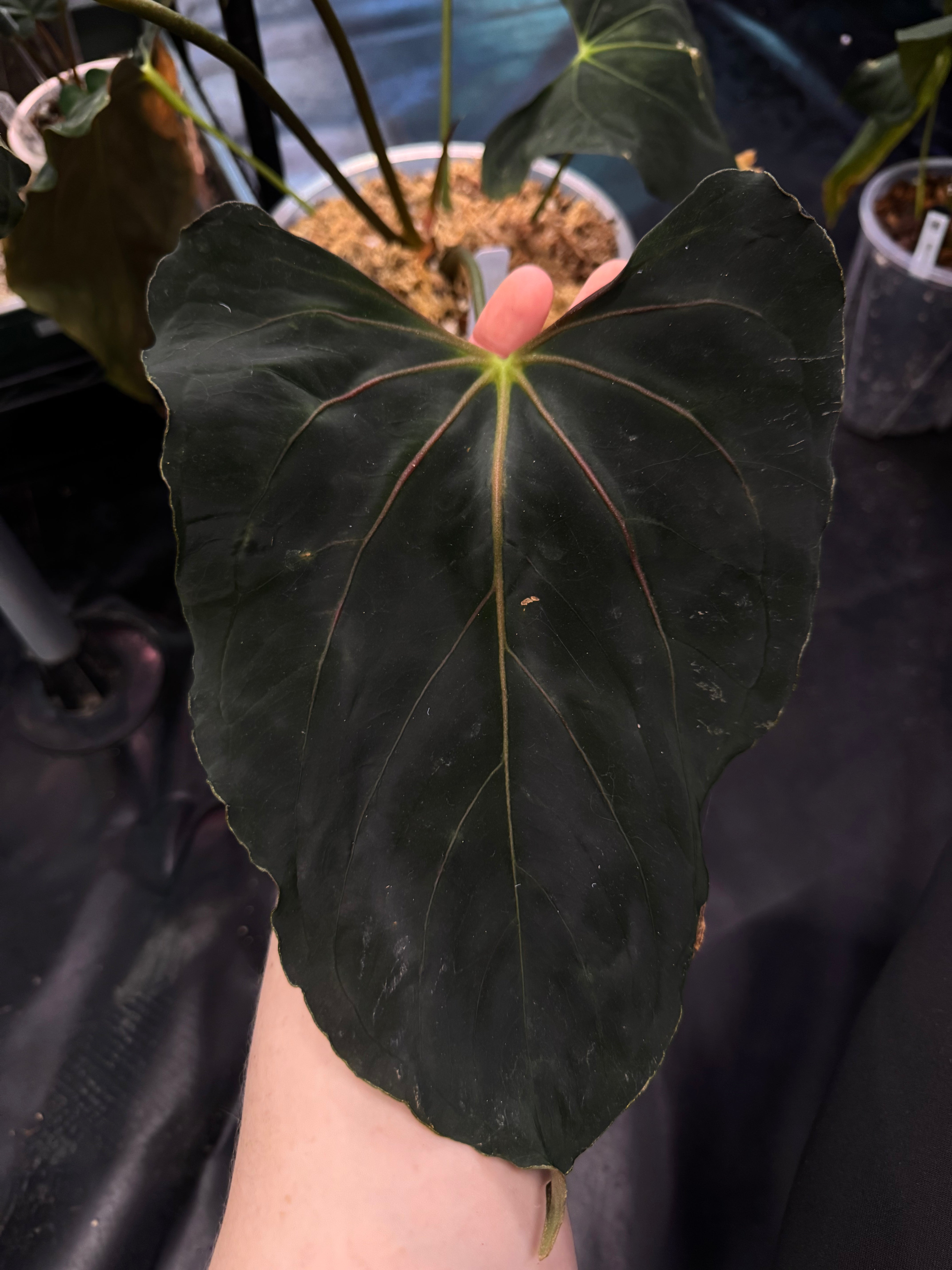 Anthurium Ralph Lynam x self - Clone - SMUKHI