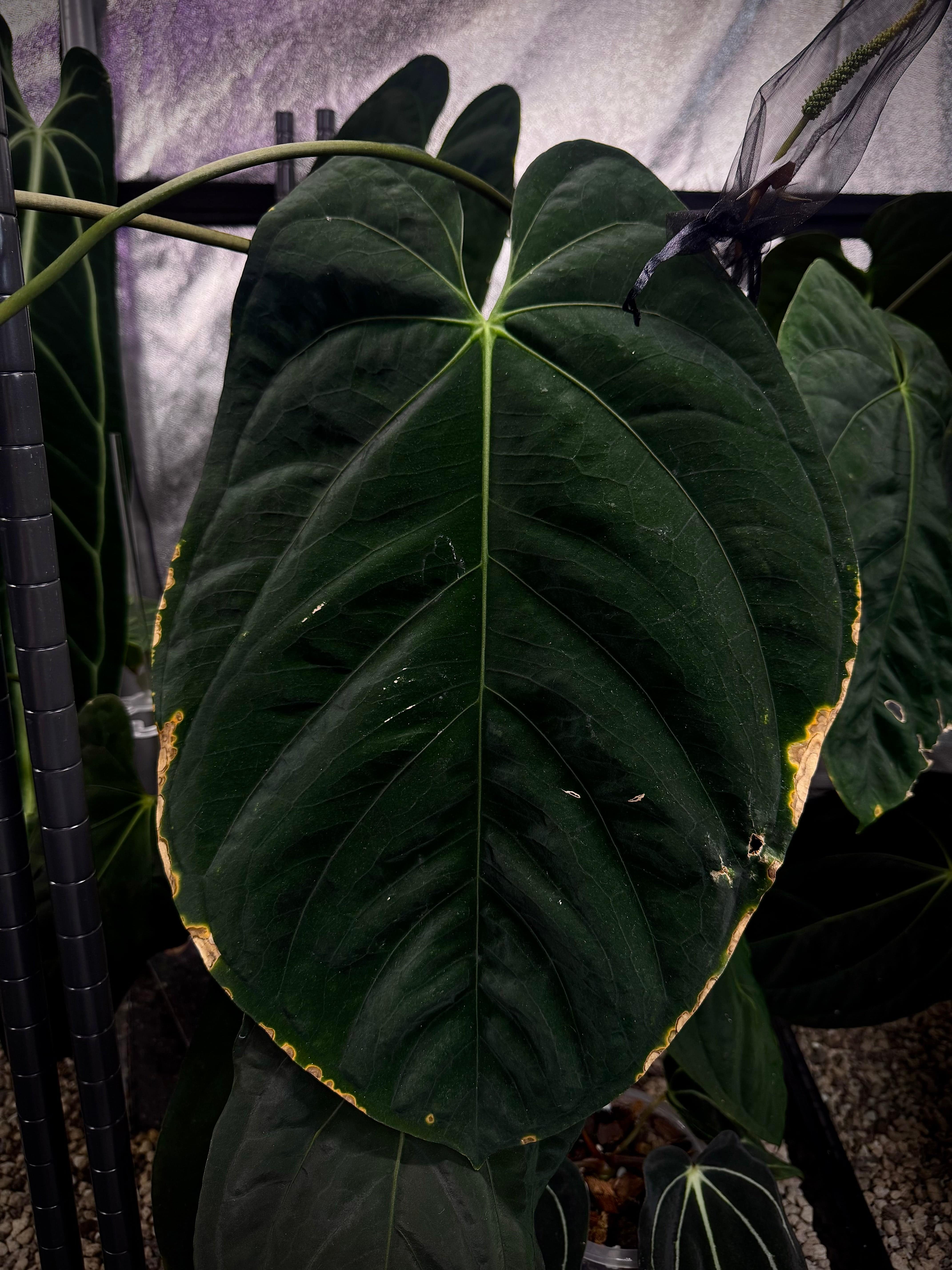 Dark green Anthurium Goliath x HU 'Ŗound' plant with glossy leaves, from SMUKHI, shown in a close-up view.