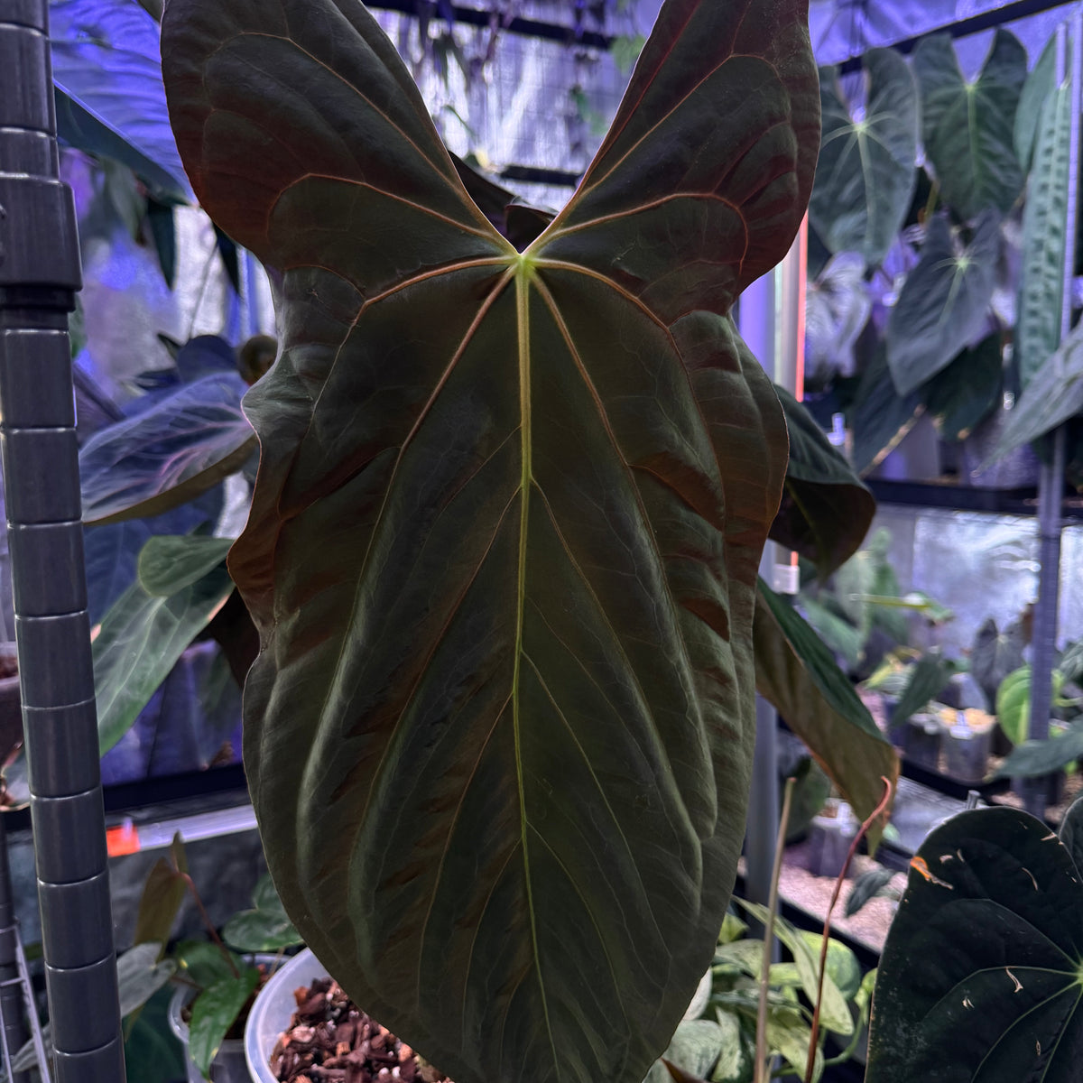 Anthurium Papillilaminum Ree Gardens x BVEP ('Round' x RA1) | SMUKHI Anthurium Papillilaminum Ree Gardens x BVEP ('Round' x RA1) | SMUKHI