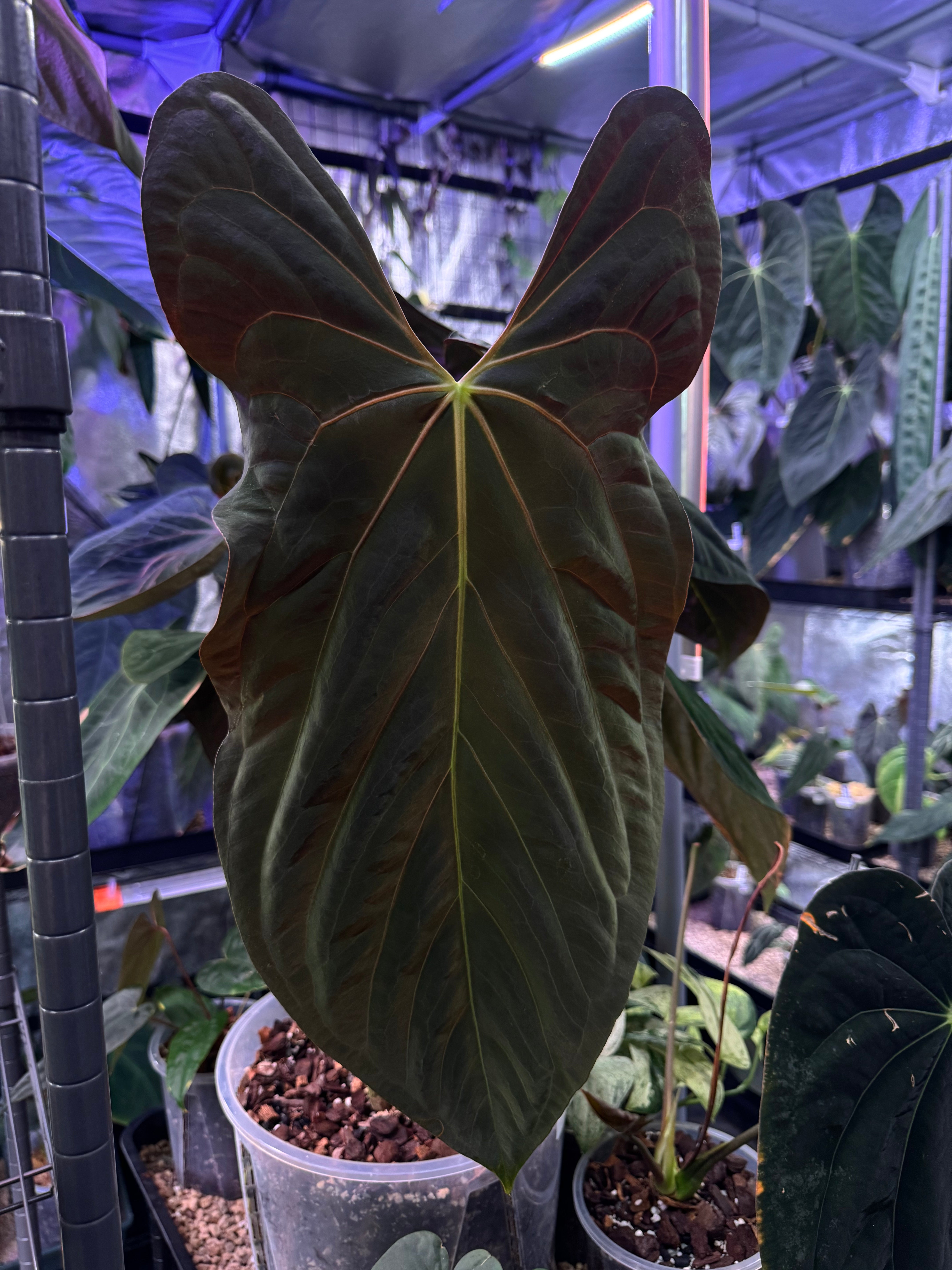 Anthurium Papillilaminum (Ree Gardens) x (Ralph Lynam x self) - Pre-order