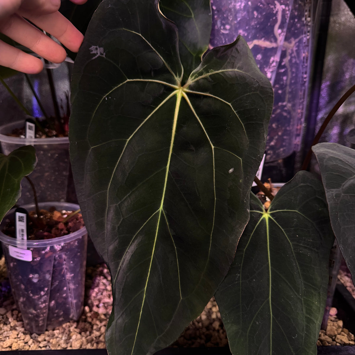 100288_Anthurium-Carlablackiae