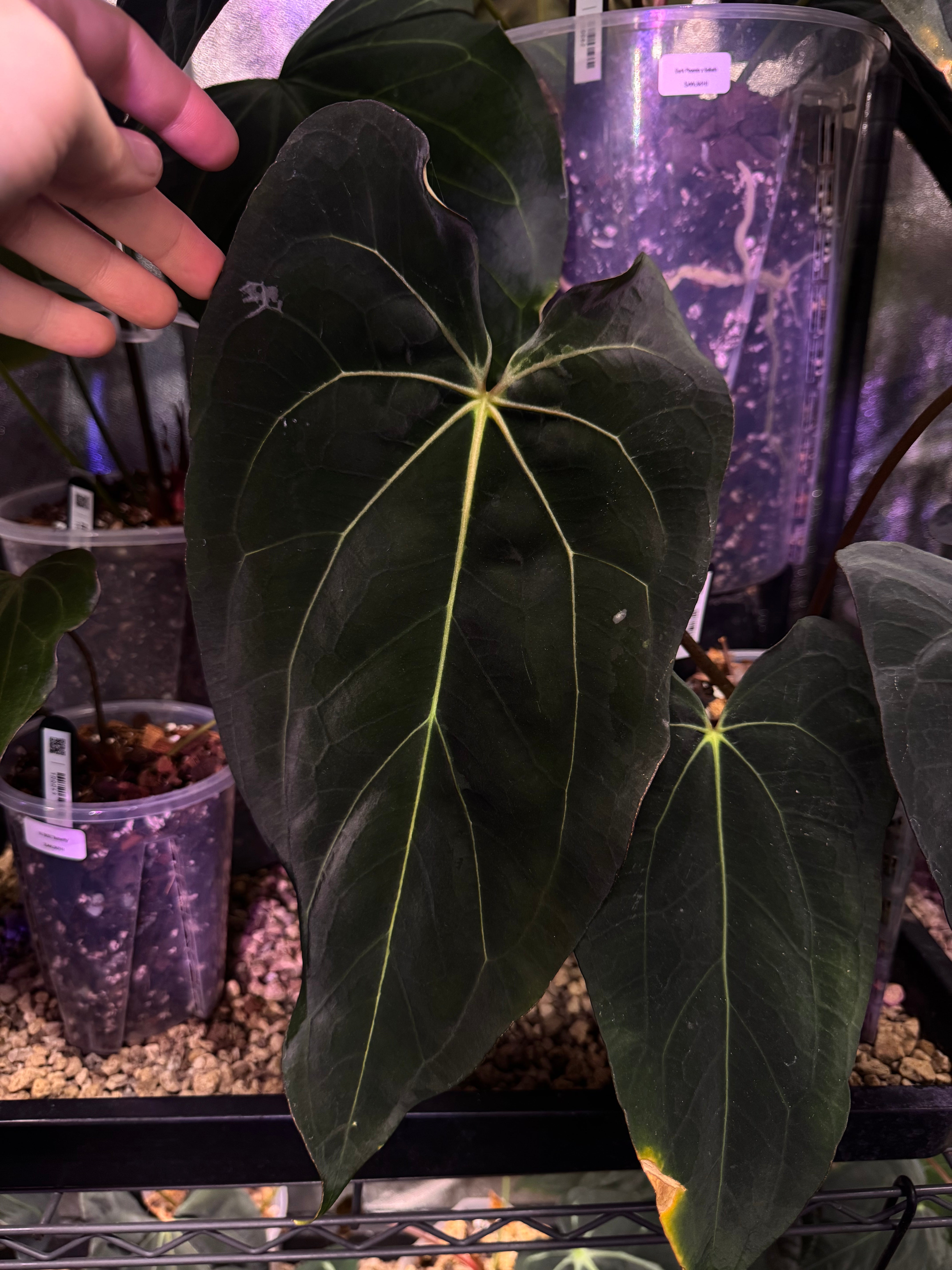 Anthurium (Papillilaminum 'Marie' x Papillilaminum 'IL') x (Carlablackiae RD3 x FSxRL ‘Grim Reaper’) - Pre-order