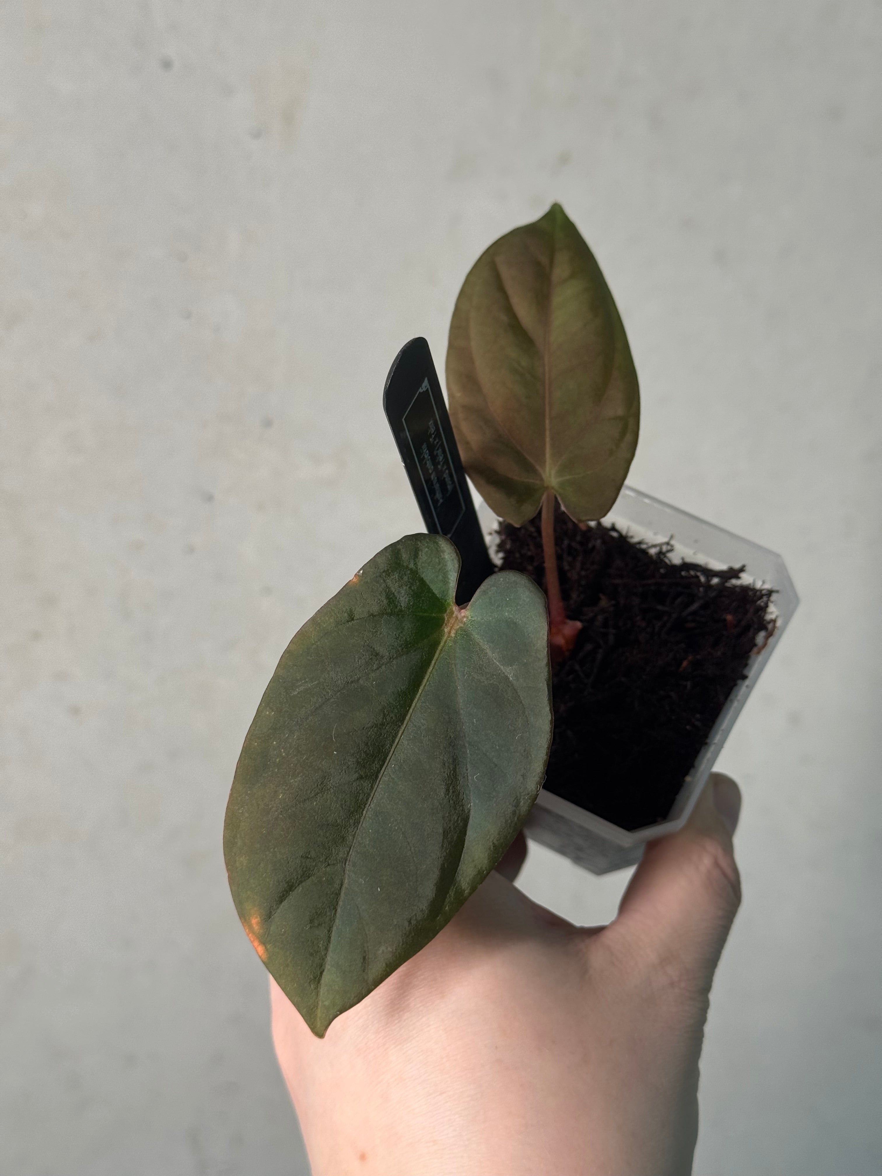 Anthurium BVEP ('Round' x 'Felix') x 'Felix' - Clone